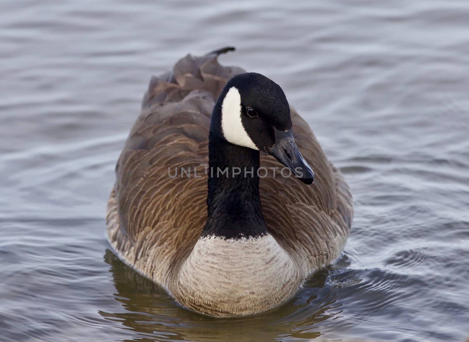 Beautiful image with a cute Canada goose in the lake by teo