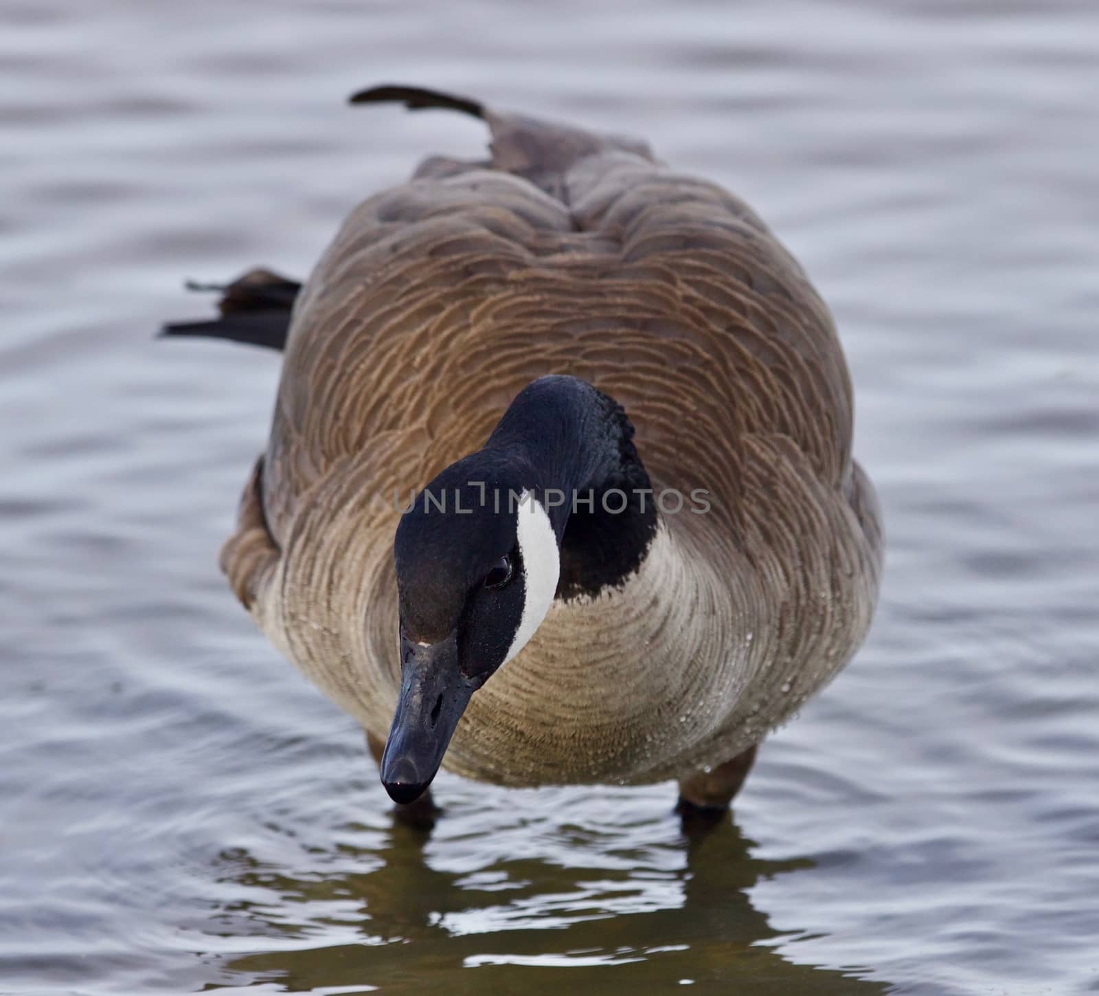 Beautiful isolated photo with a cute Canada goose in the lake by teo