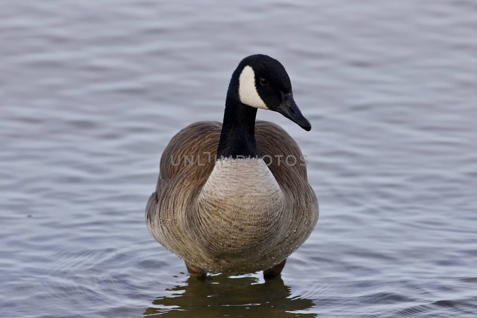 Beautiful image with a cute Canada goose in the lake by teo