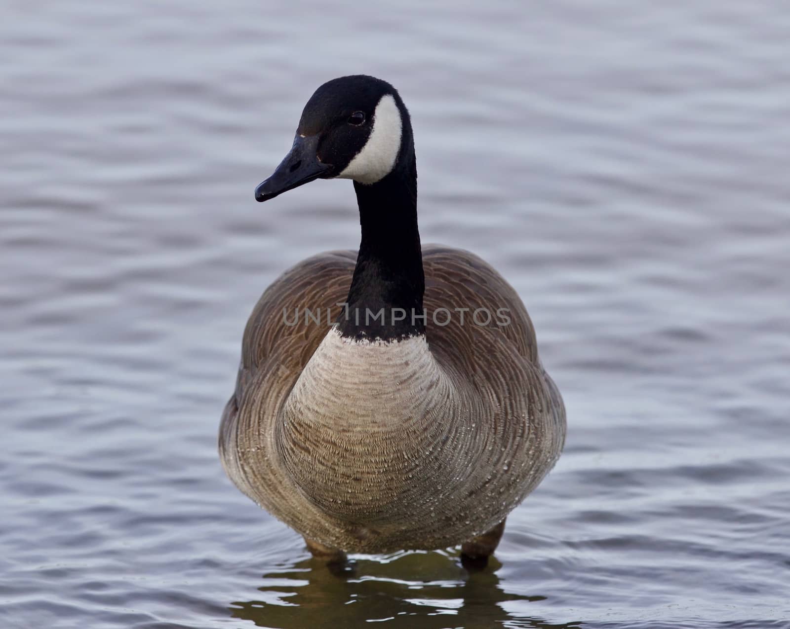Beautiful image with a cute Canada goose in the lake by teo
