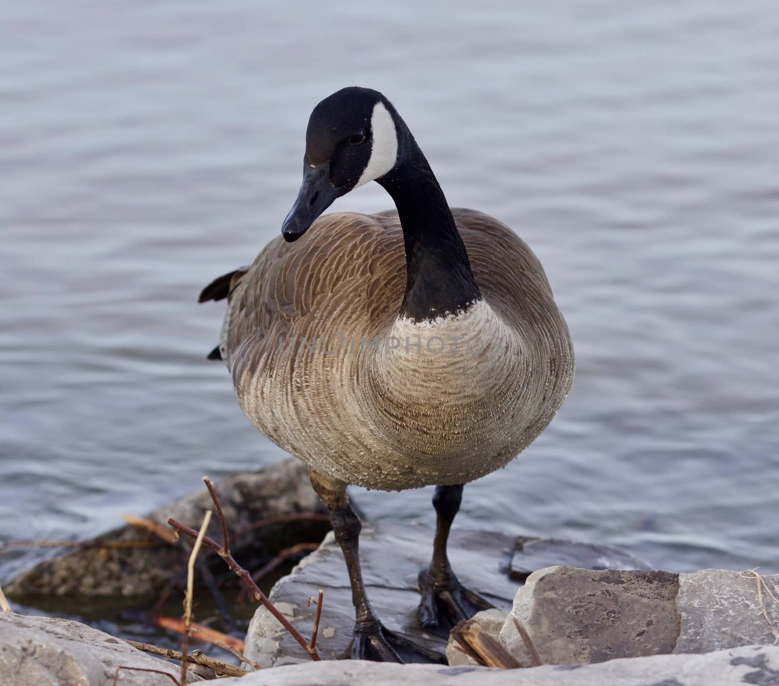 Beautiful isolated image with a cute Canada goose on the shore by teo