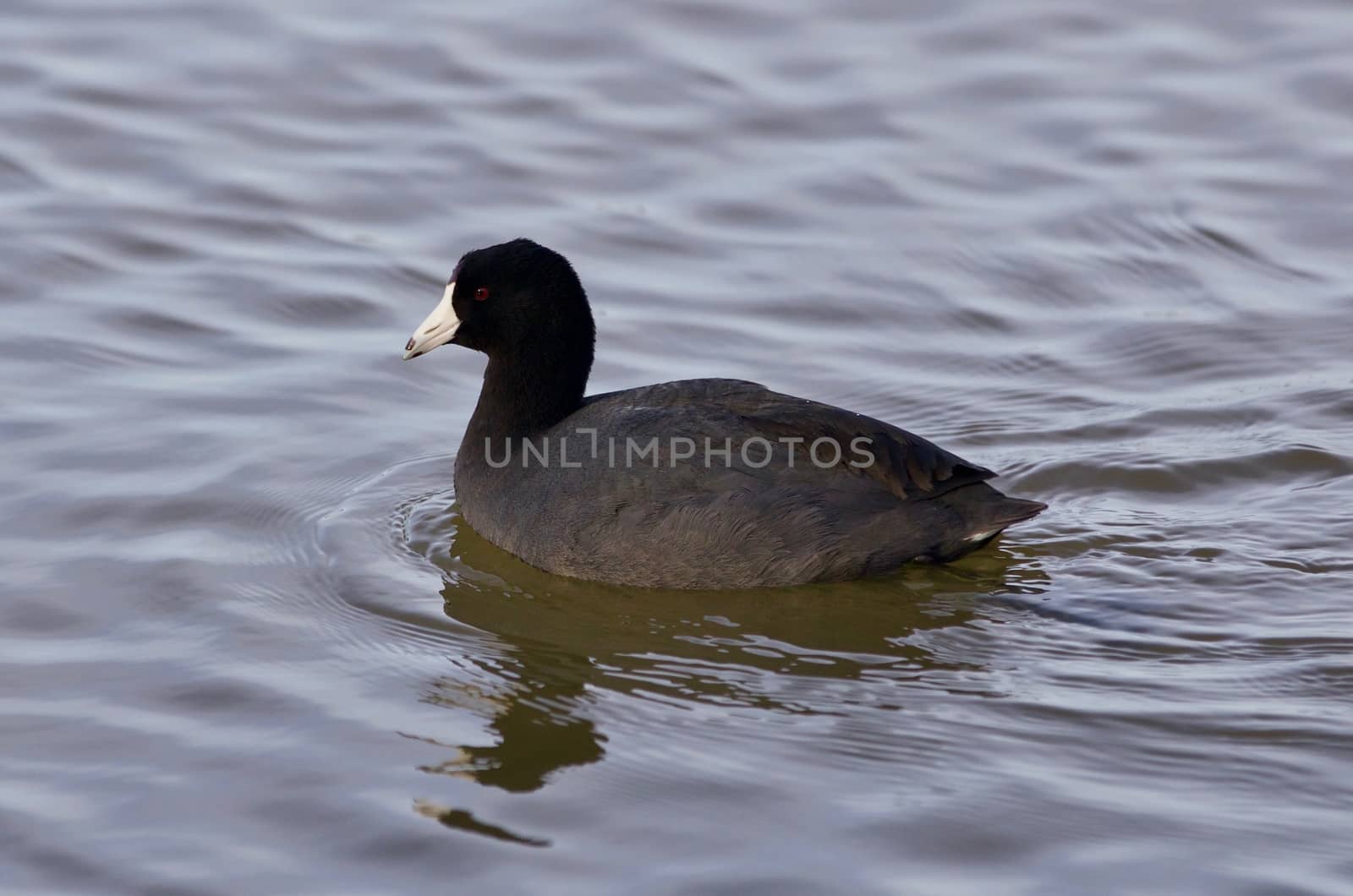 Beautiful image with funny weird american coot in the lake by teo