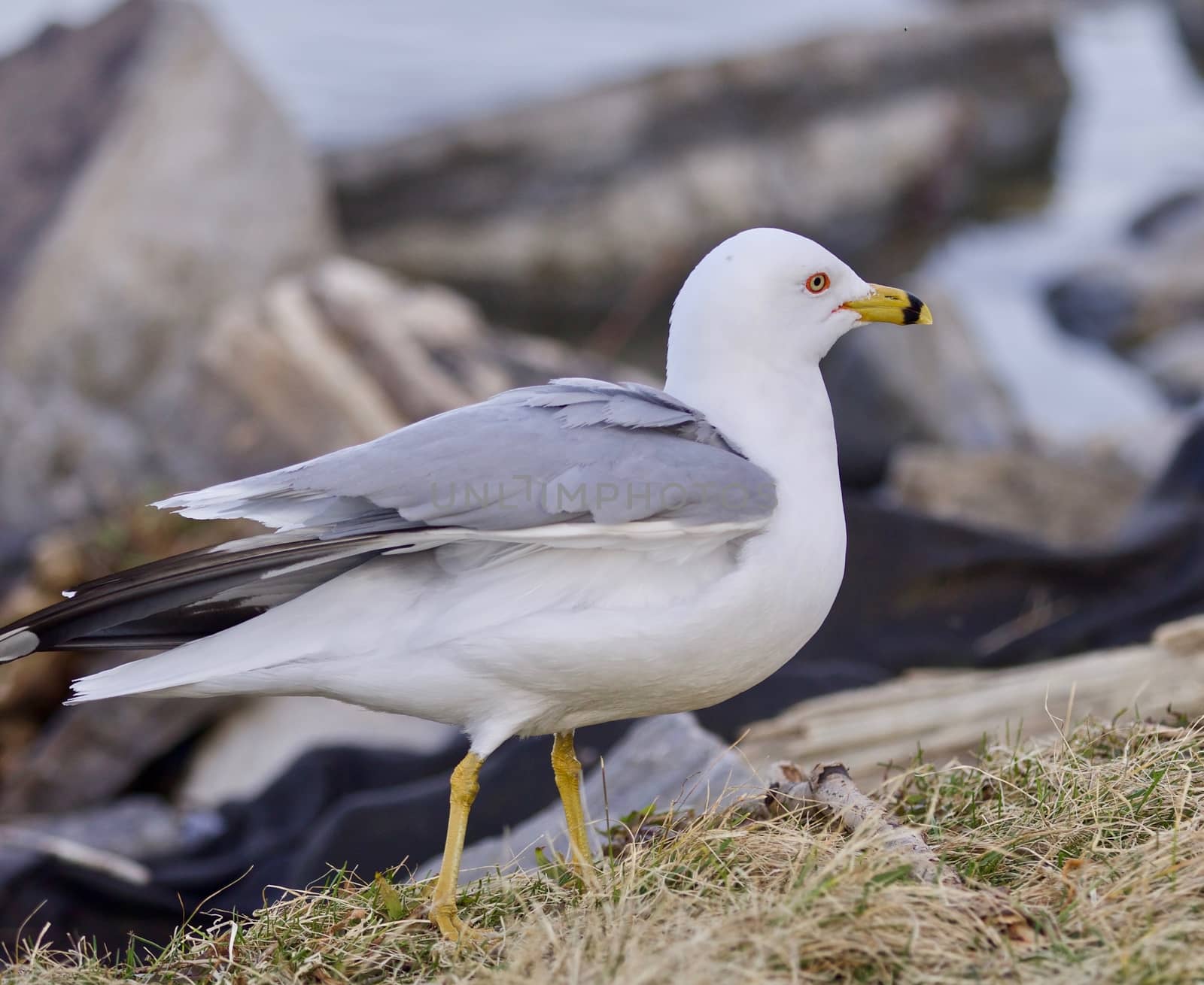 Beautiful background with a gull on the shore