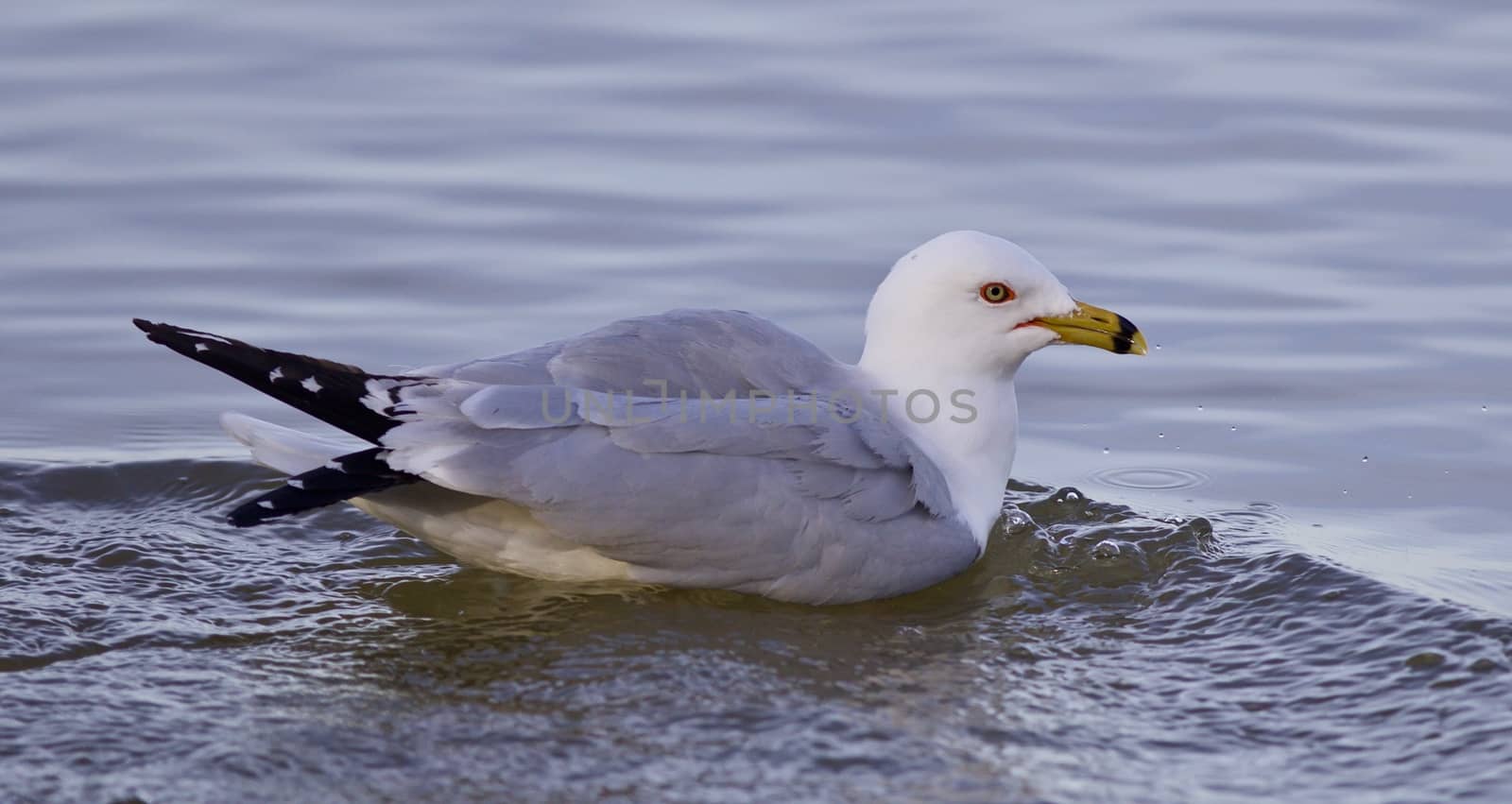 Beautiful background with a gull in the lake