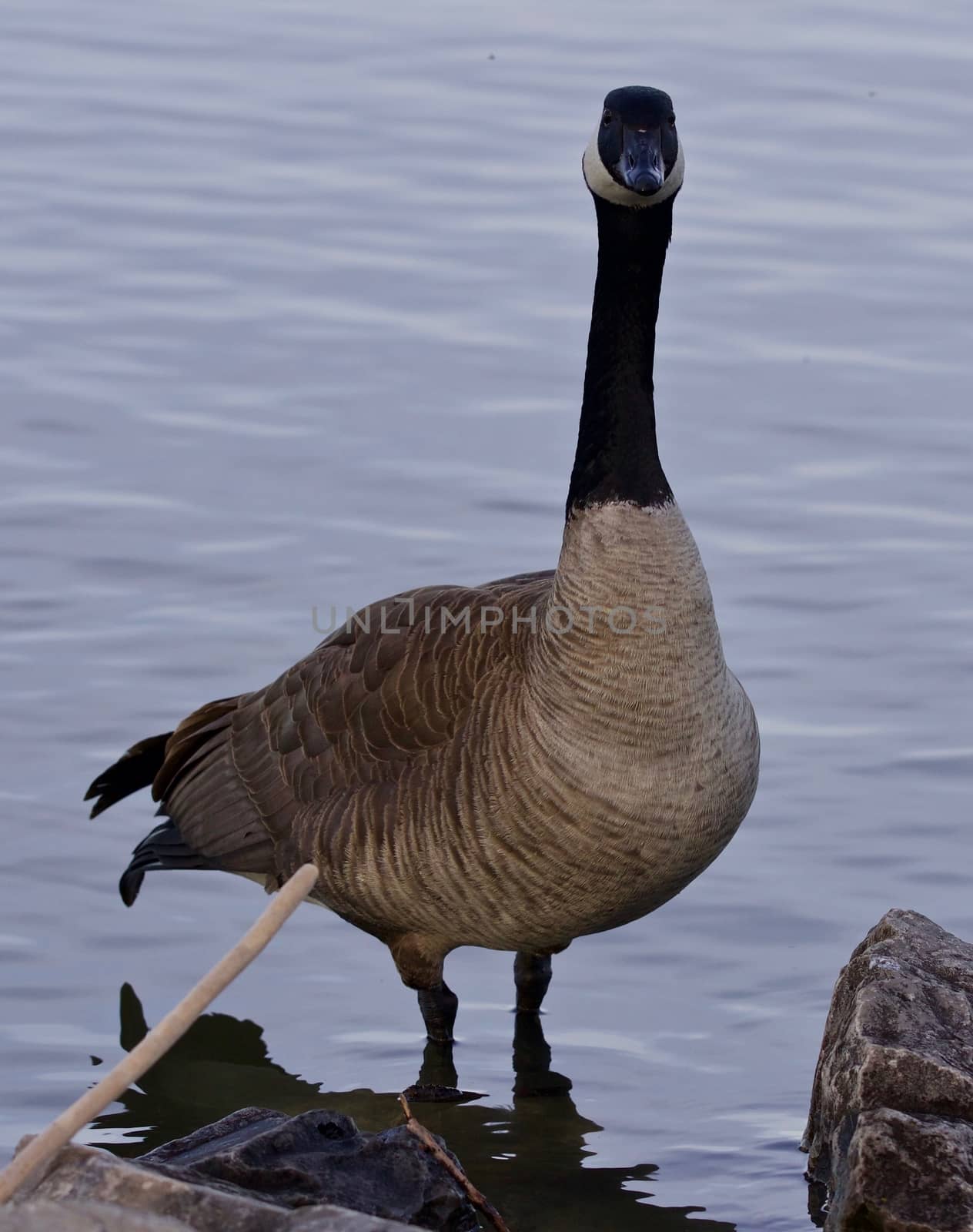 Beautiful isolated photo of a cute Canada goose on the shore by teo