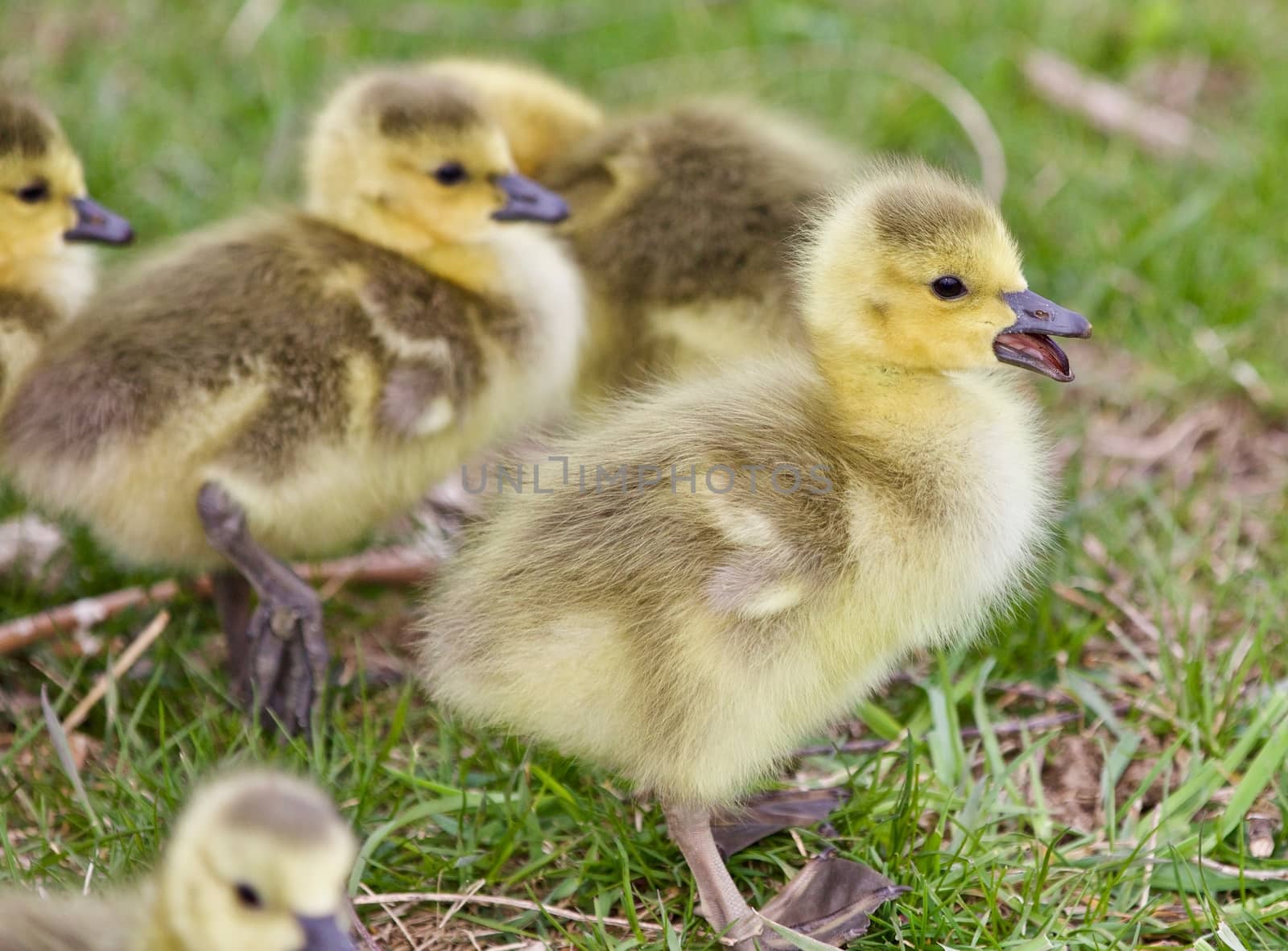 Beautiful background with several cute funny chicks of Canada geese by teo