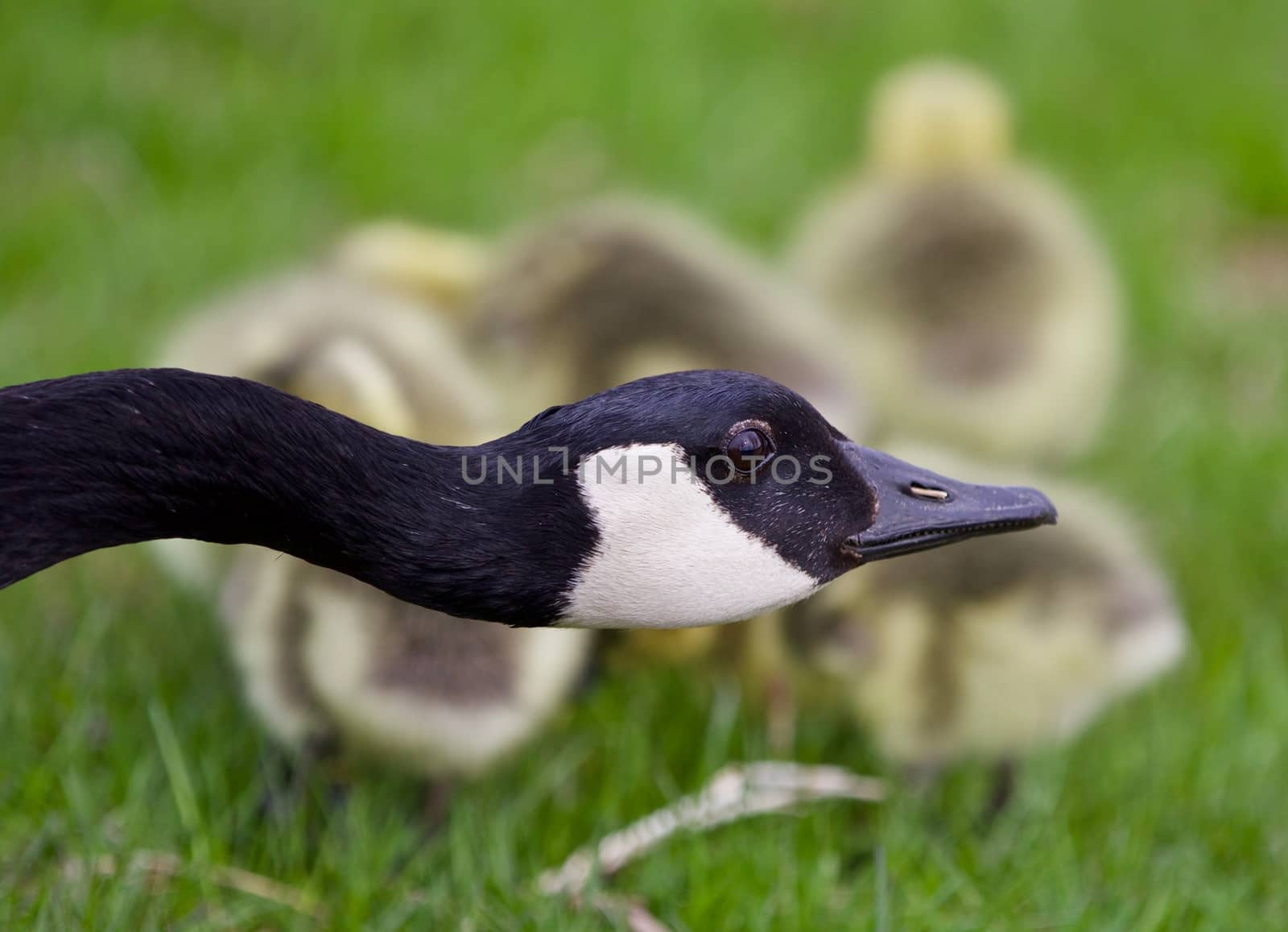 Beautiful isolated picture of young chicks of Canada geese under cover of their mom by teo