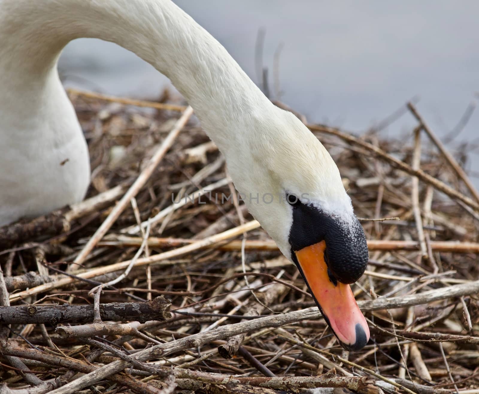 Beautiful isolated photo of a mute swan constructing the nest by teo