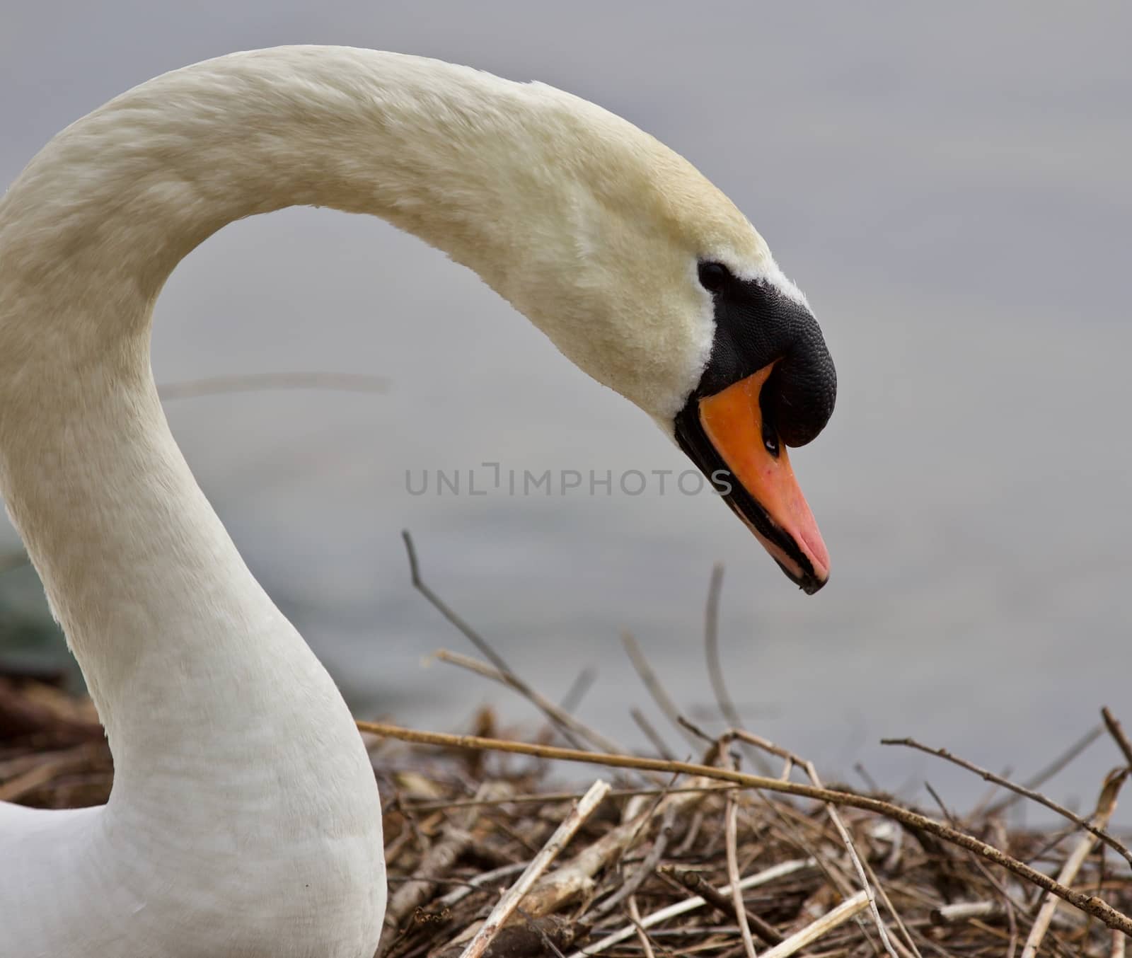 Beautiful isolated photo of a strong mute swan by teo