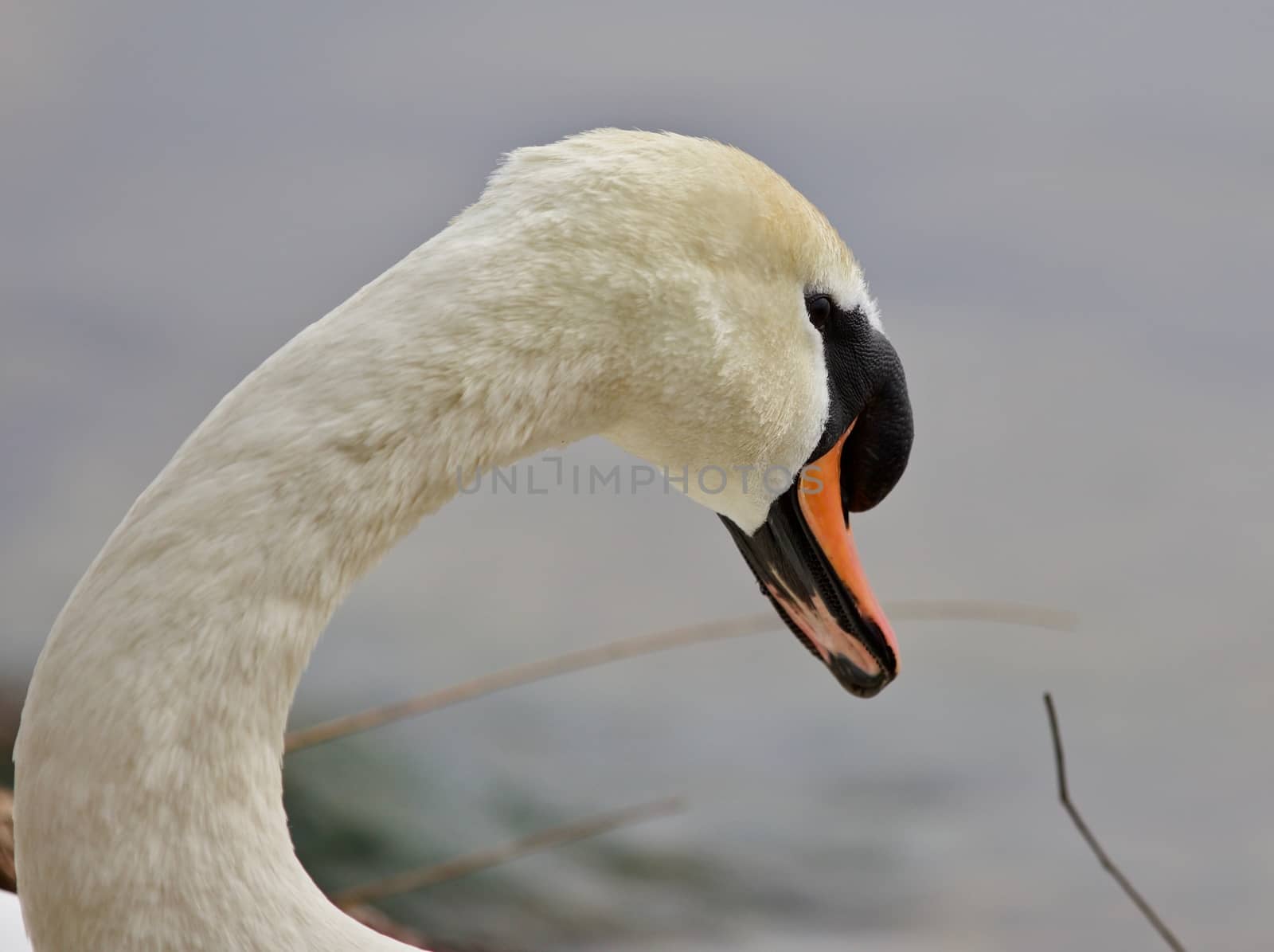 Beautiful portrait of a strong mute swan by teo