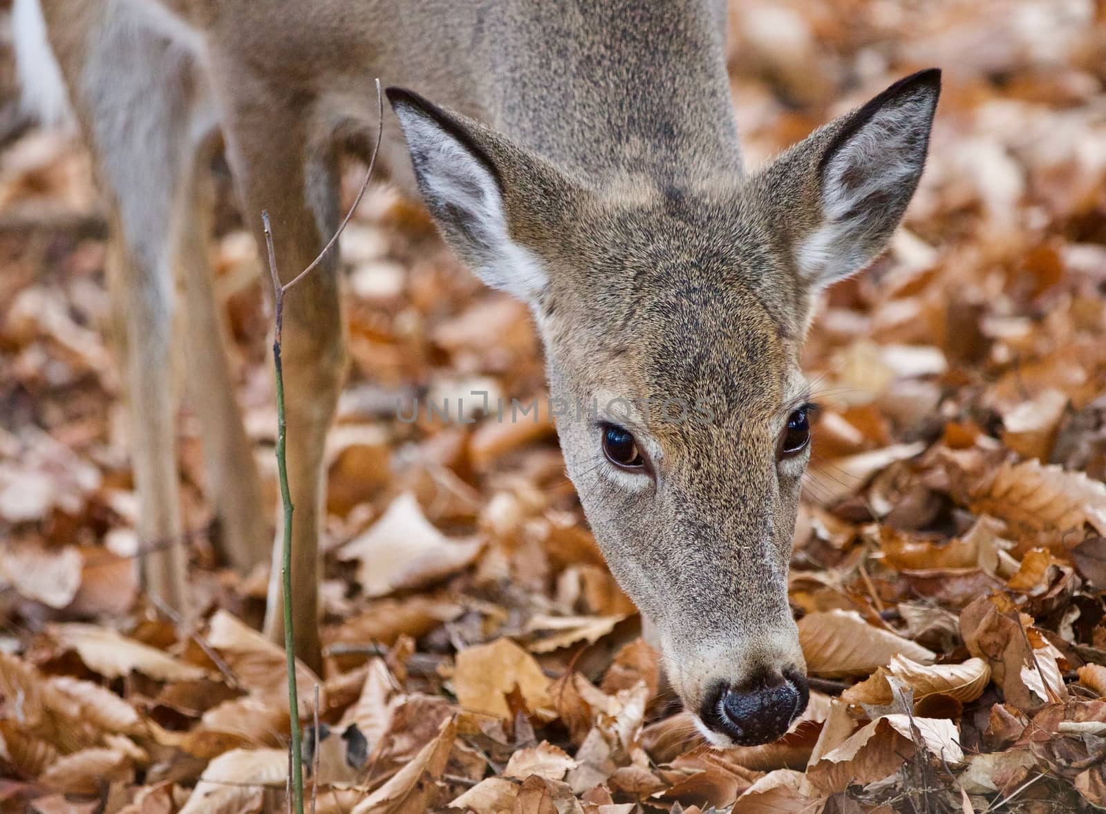 Isolated photo of a cute wild deer in forest in autumn by teo