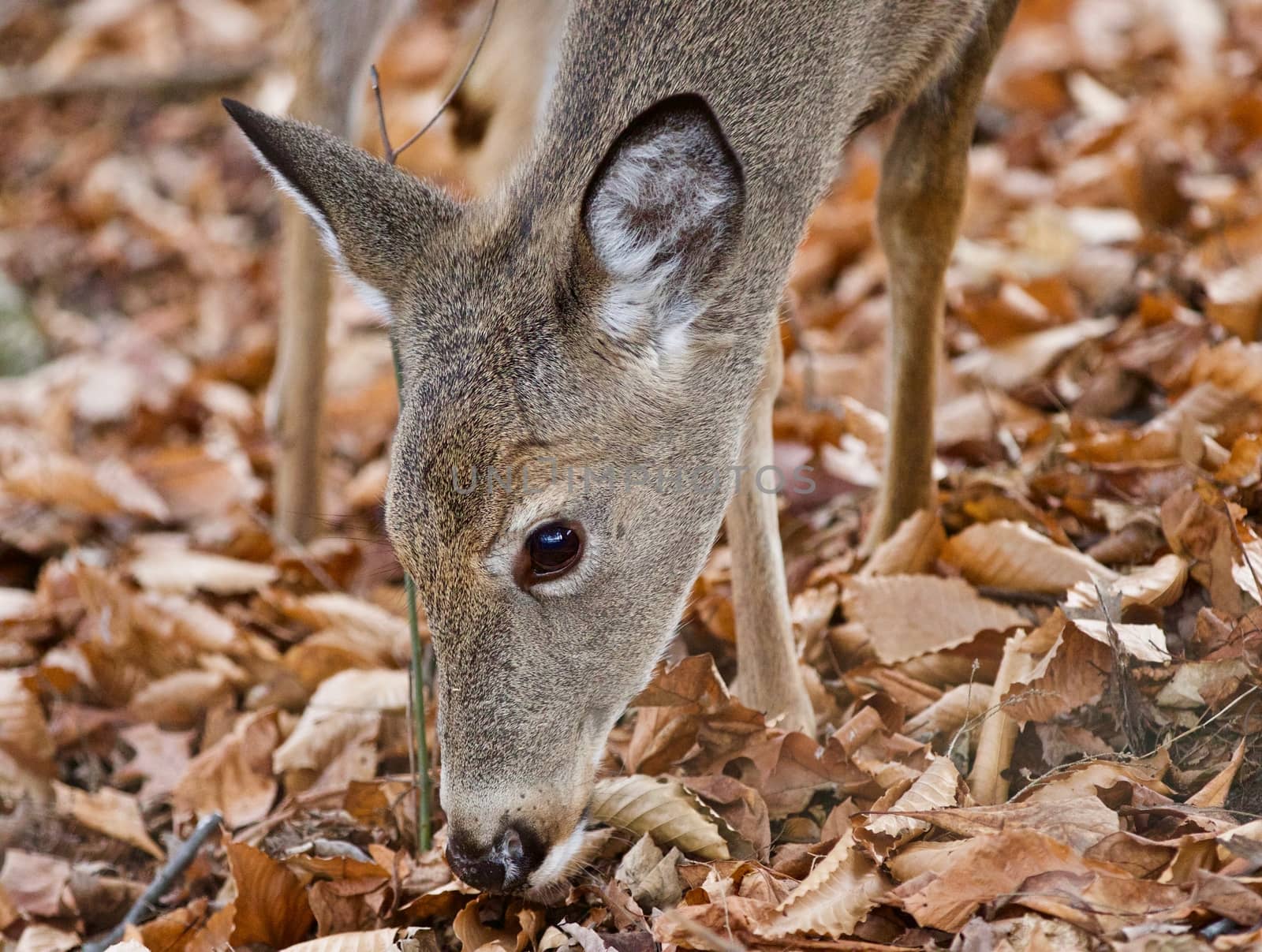 Isolated photo of a cute funny wild deer in forest by teo