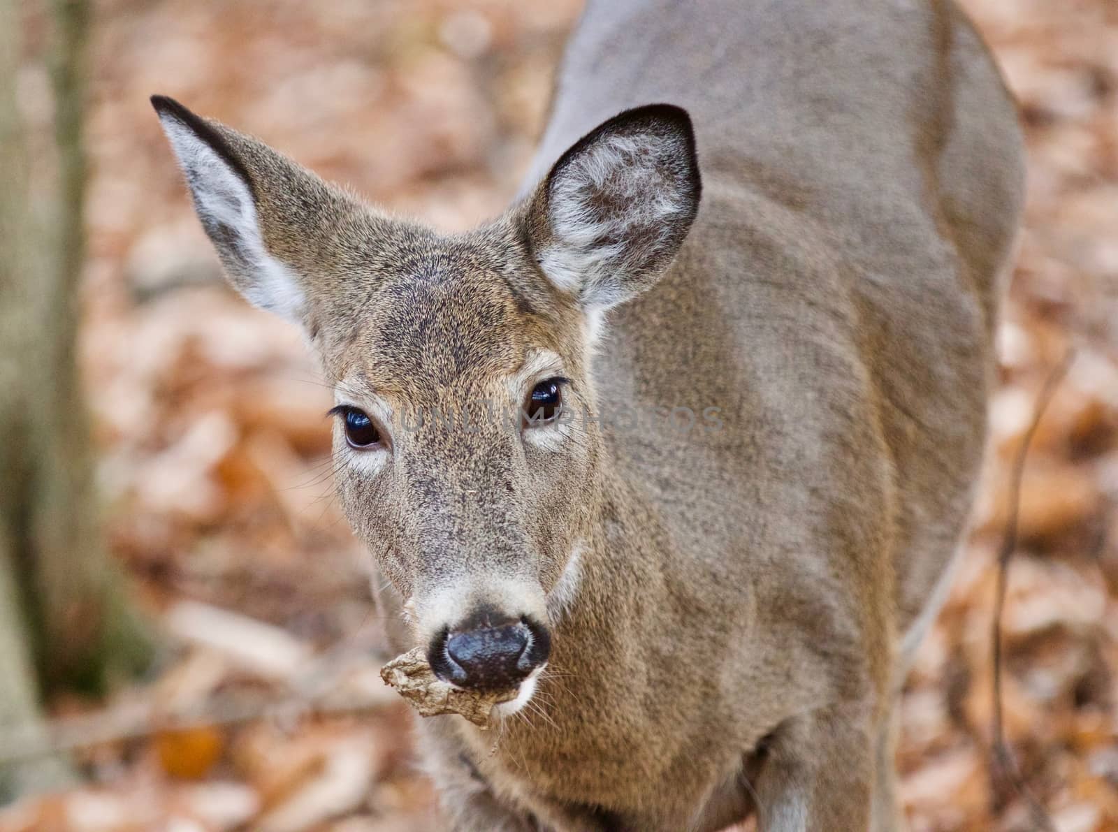 Isolated photo of a cute wild deer in forest