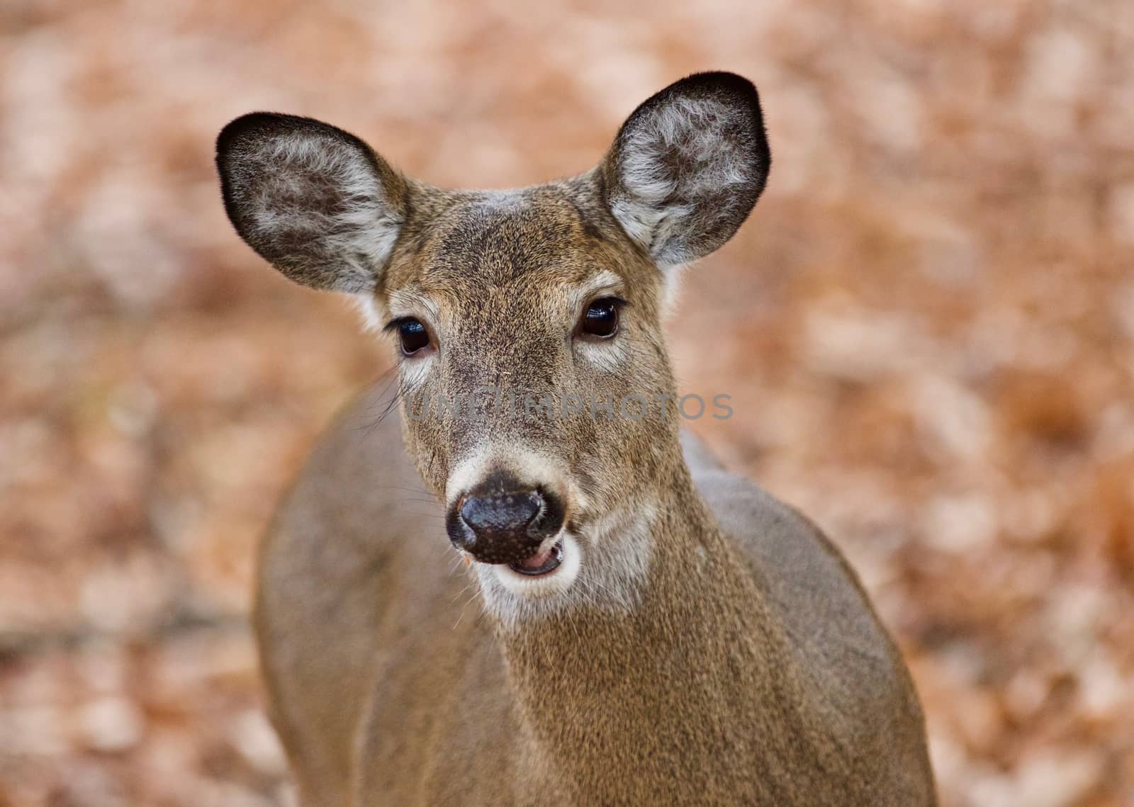 Beautiful photo with a cute wild deer with a tongue in forest by teo