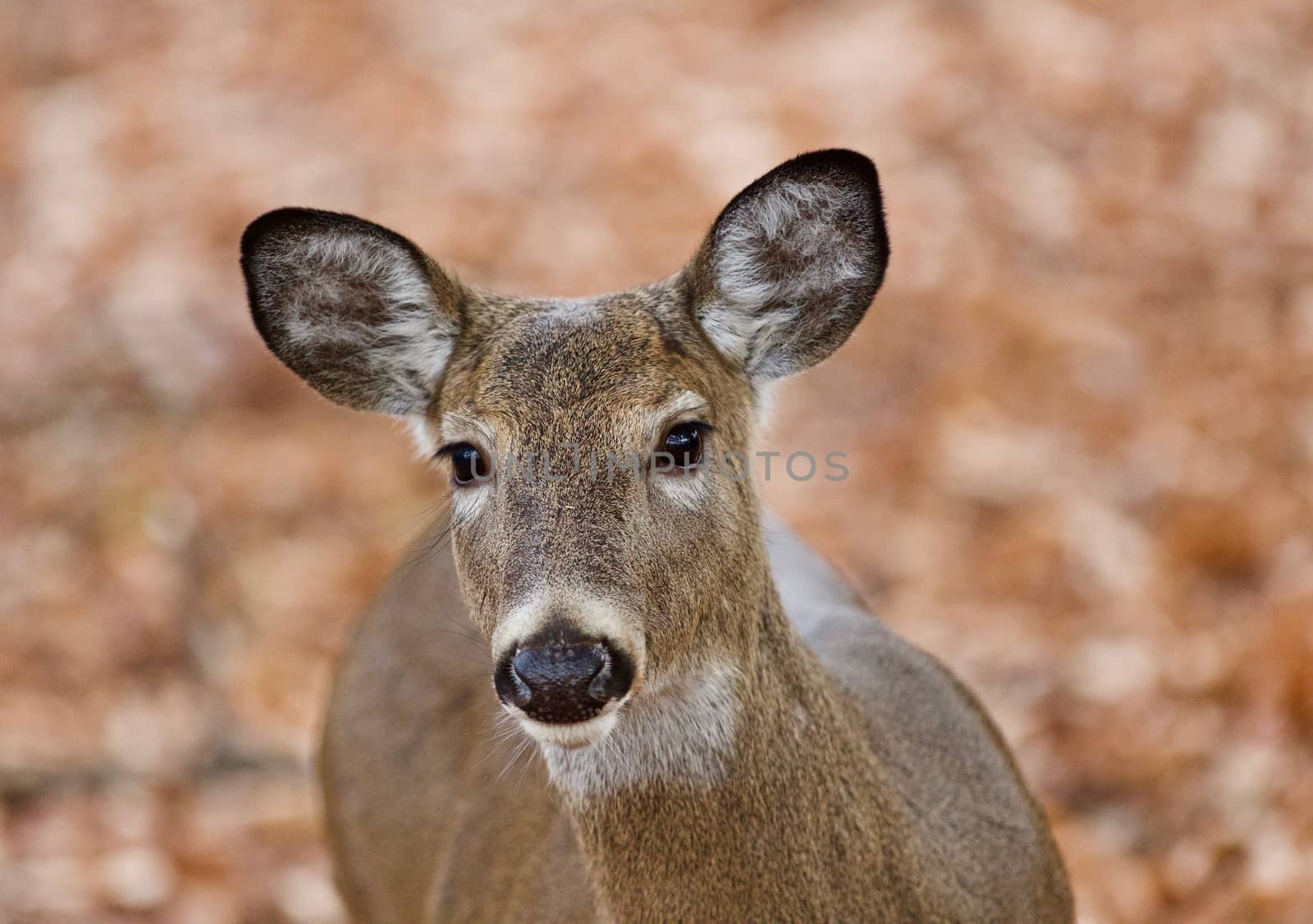 Beautiful background with a cute wild deer eating leaves in forest by teo