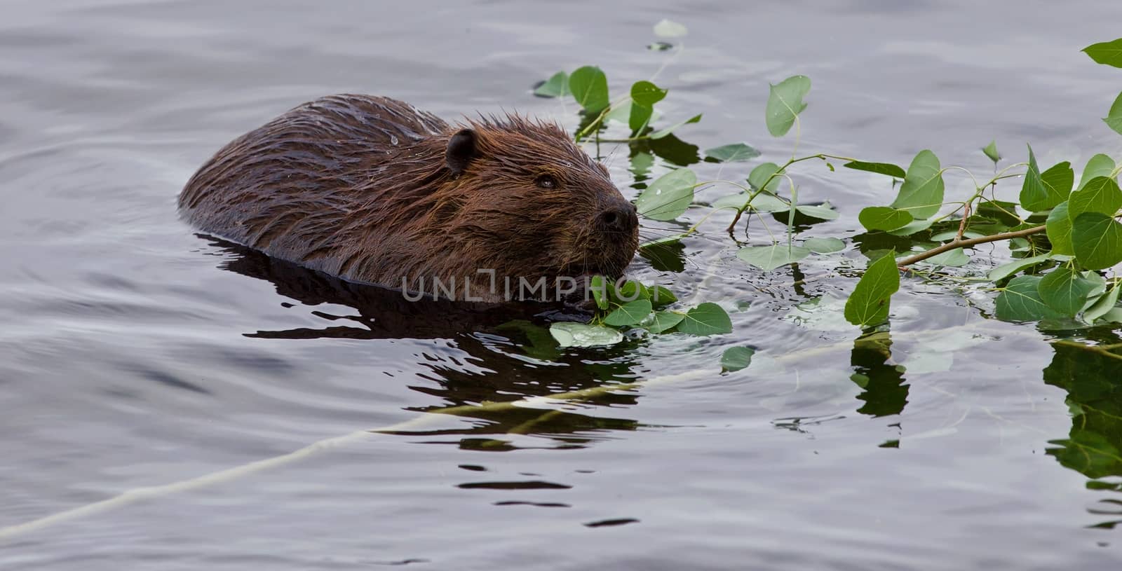 Beautiful isolated photo of a beaver eating leaves in the lake by teo