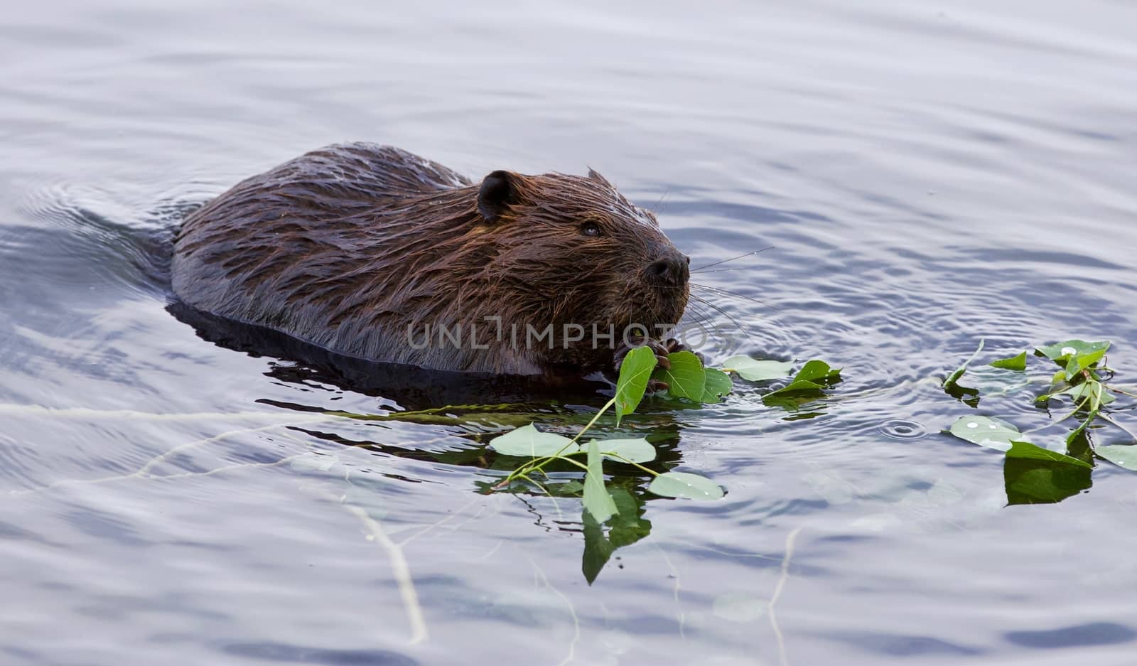 Beautiful isolated image of a beaver eating leaves in the lake by teo