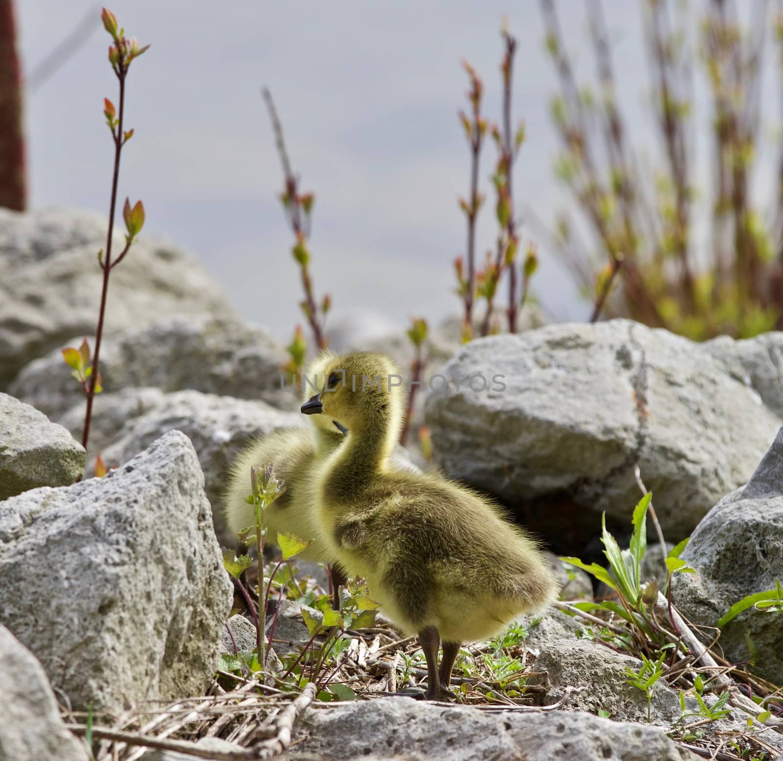 Beautiful isolated photo of a cute chick of Canada geese on the shore by teo