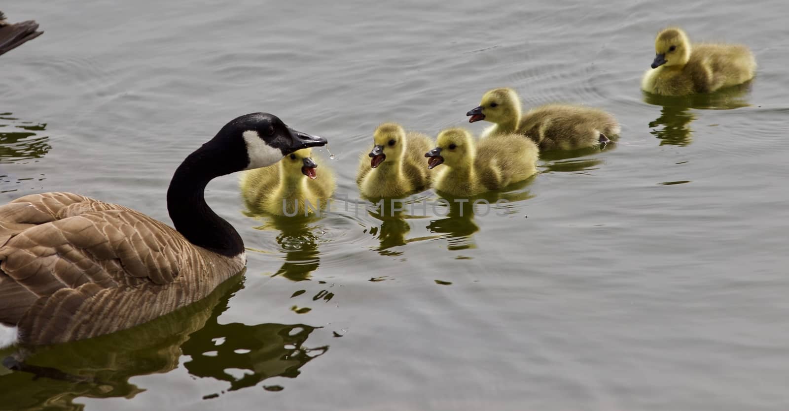 Beautiful isolated picture of a young family of Canada geese swimming by teo