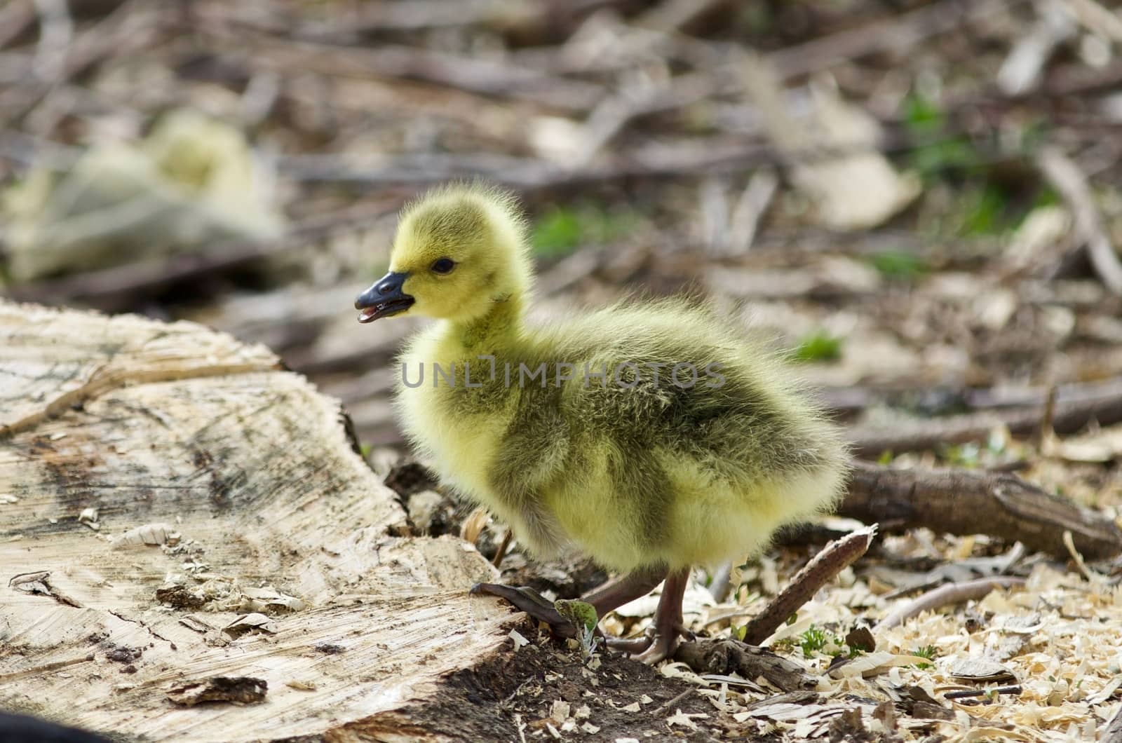 Beautiful isolated photo of a cute chick of Canada geese on a stump by teo