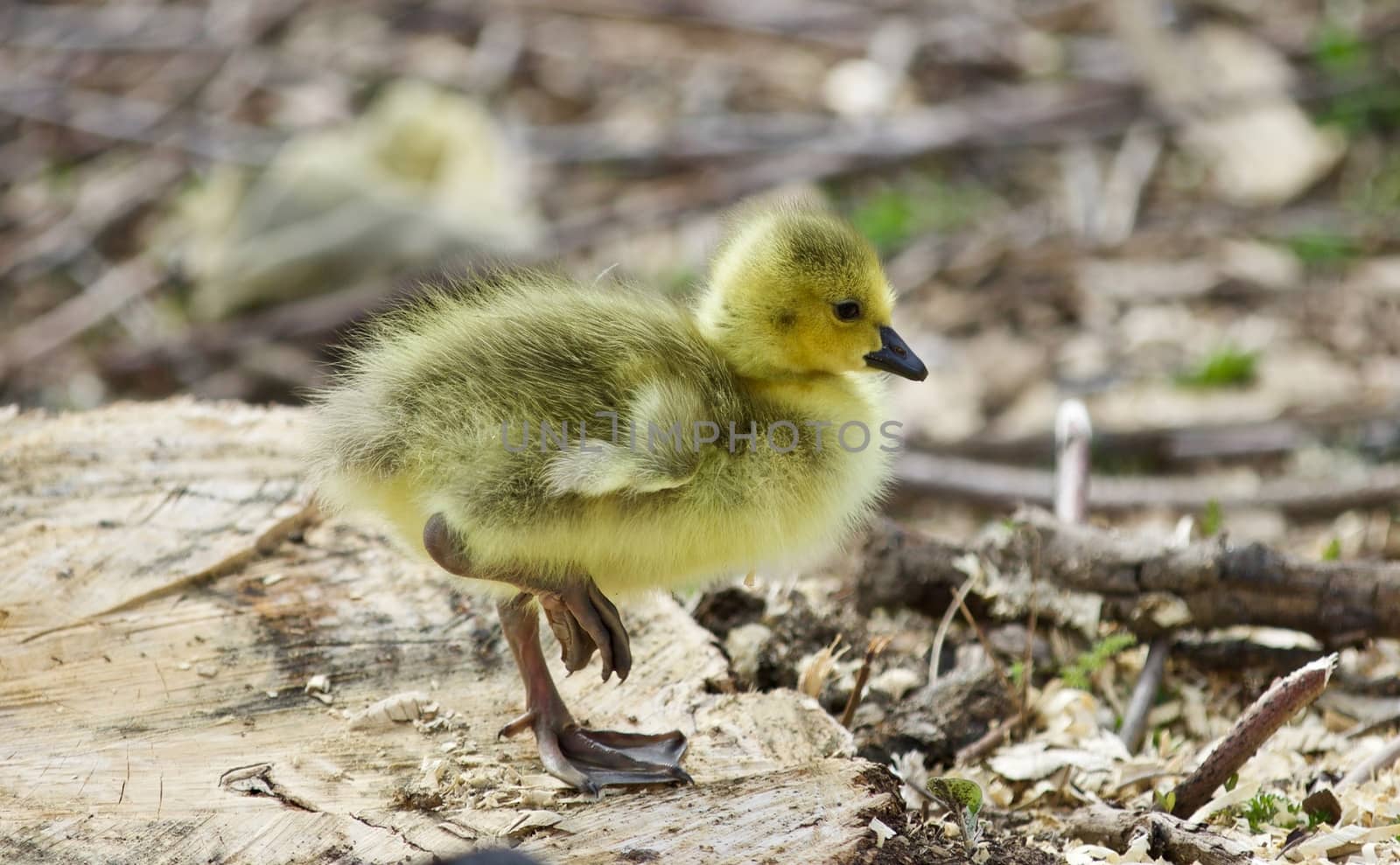 Beautiful isolated photo of a cute funny chick of Canada geese on a stump by teo