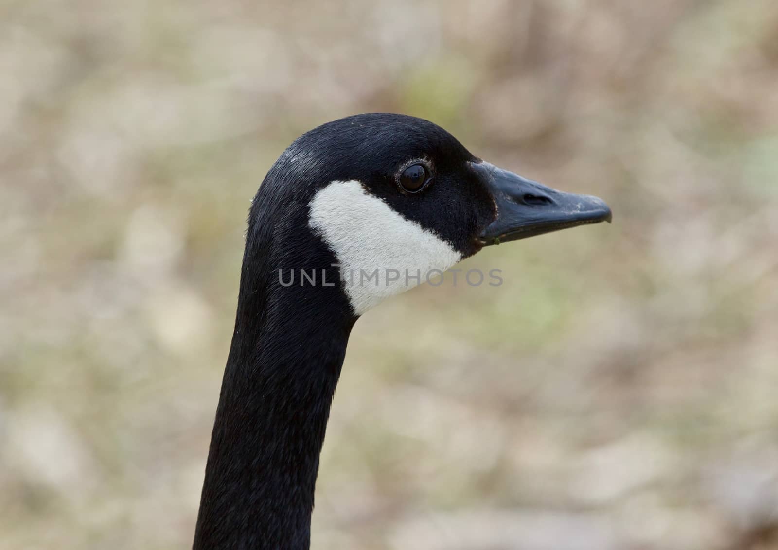 Beautiful isolated photo of a Canada goose by teo