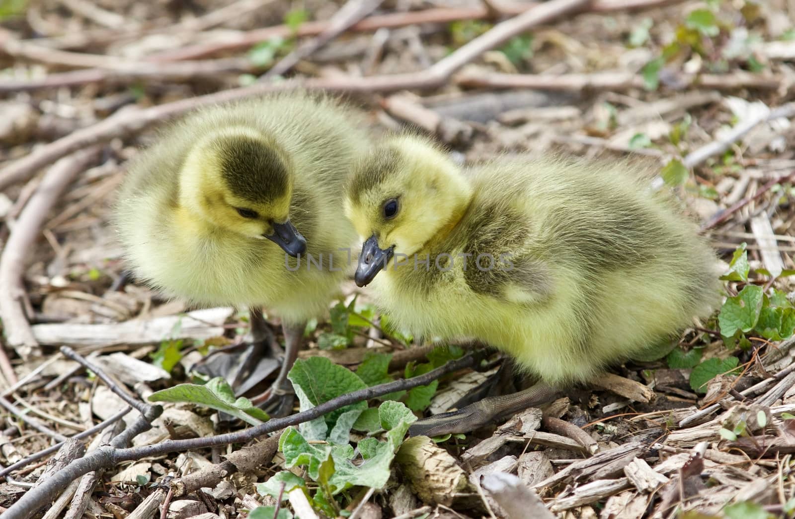 Beautiful isolated picture of two cute funny chicks of Canada geese by teo