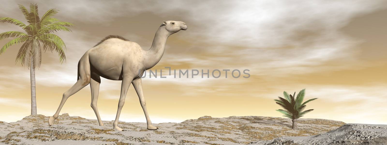 Camel walking upon a sand dune with palm trees by brown sunset - 3D render