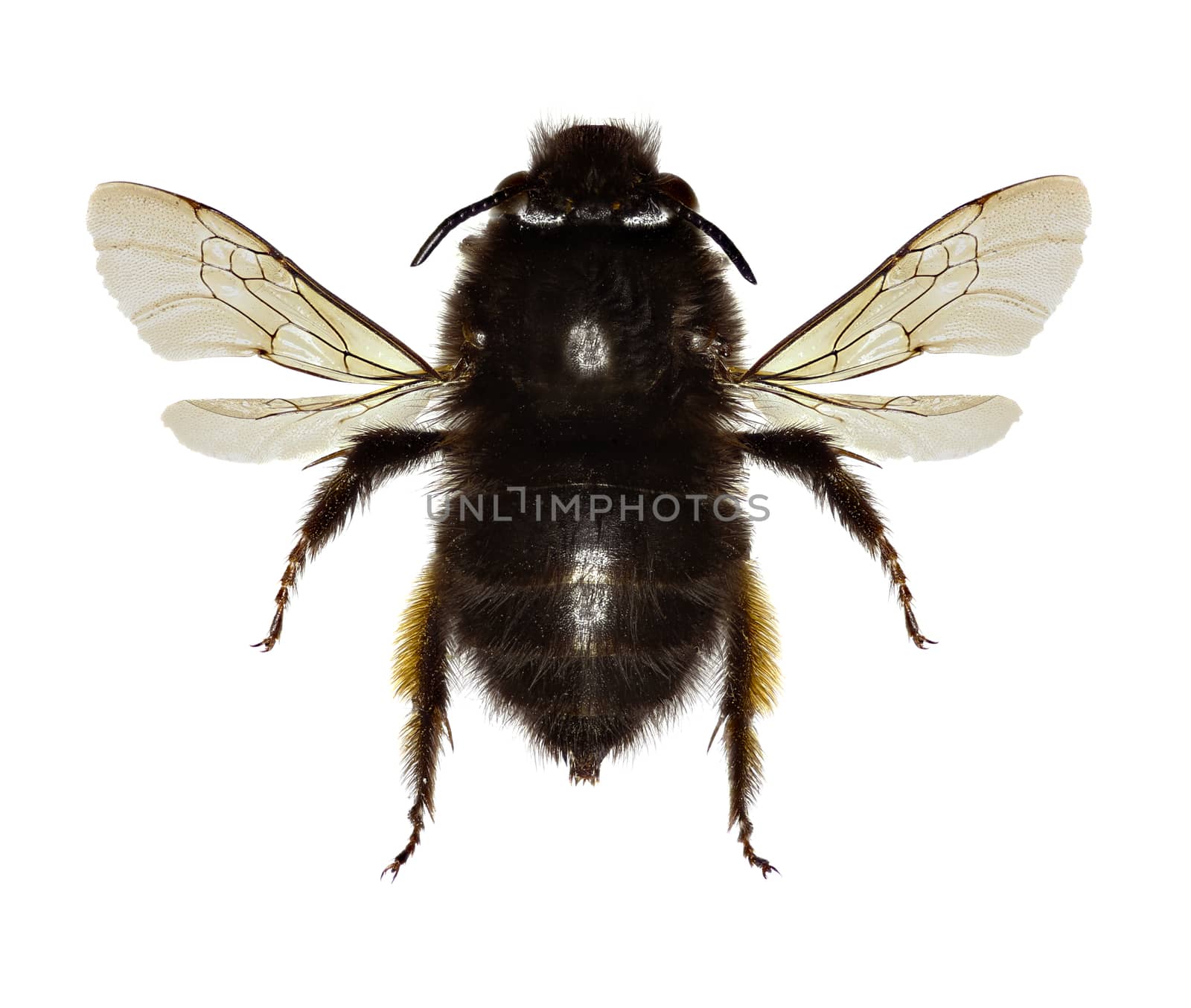 Hairy-footed Flower Bee on white Background  -  Anthophora plumipes (Pallas,1772) by gstalker