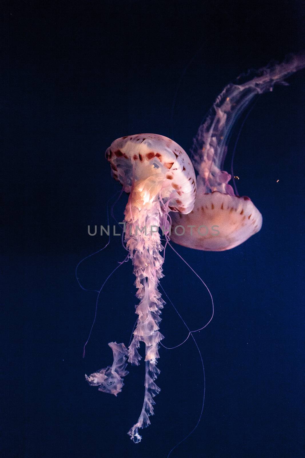 Purple striped jellyfish Chrysaora colorata has long tentacles and can be found off the coast of Monterey, California in the United States