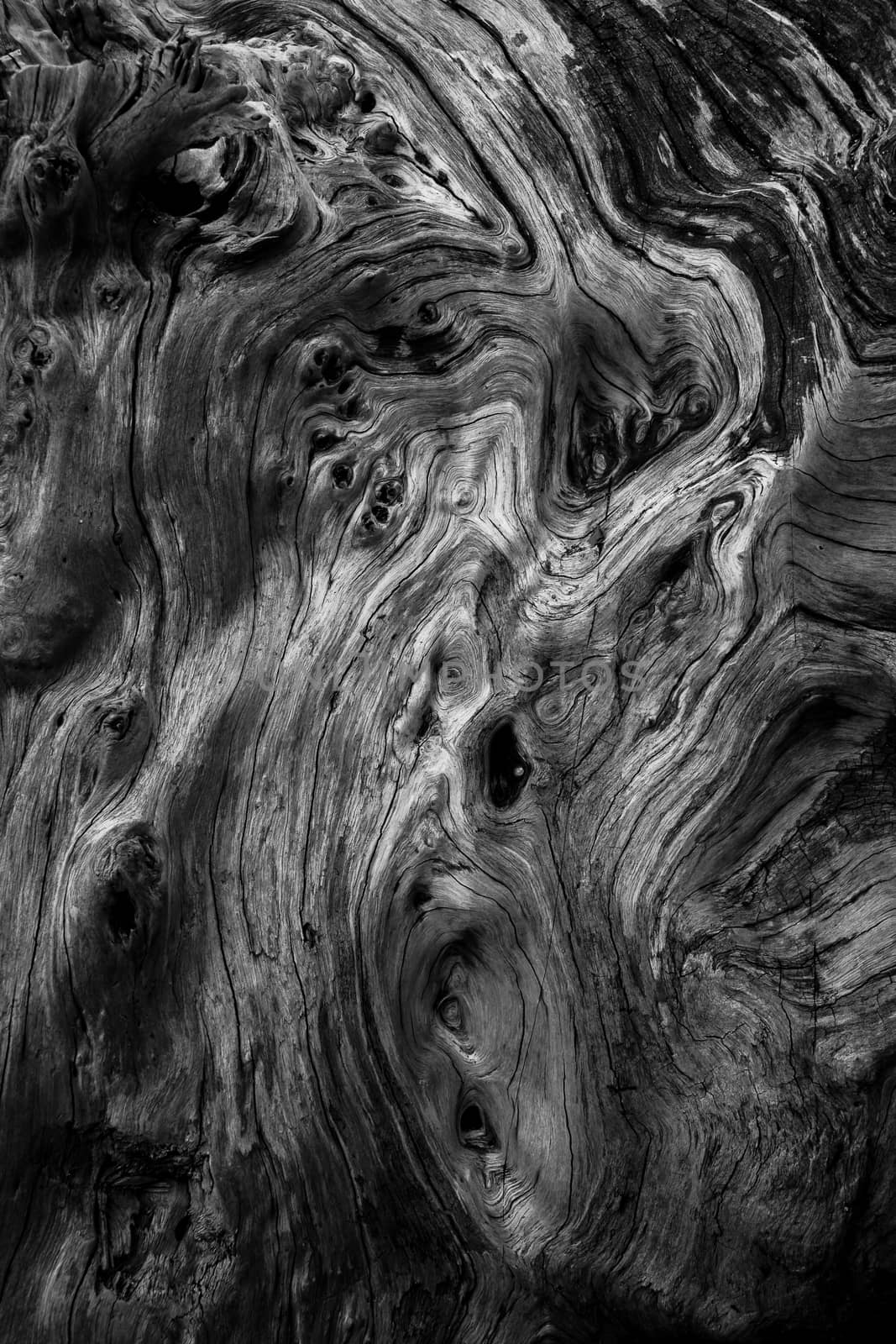 beauty of textures and shapes on the wood