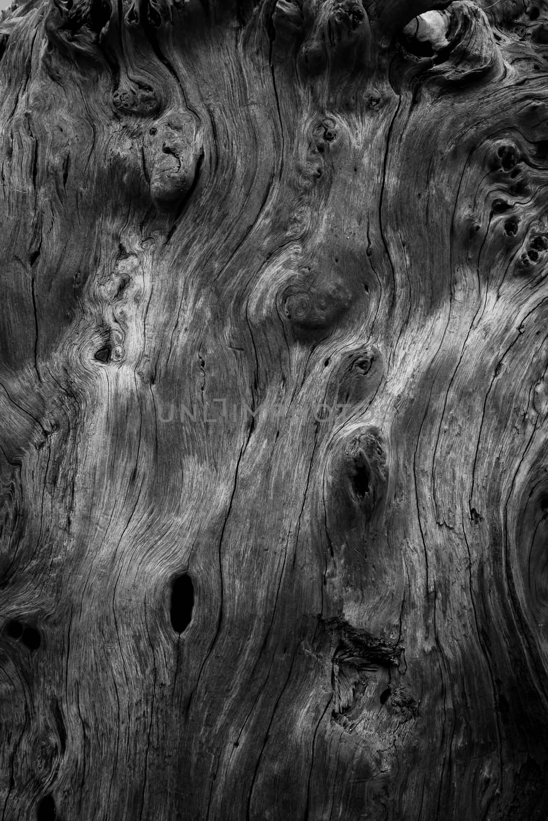 beauty of textures and shapes on the wood