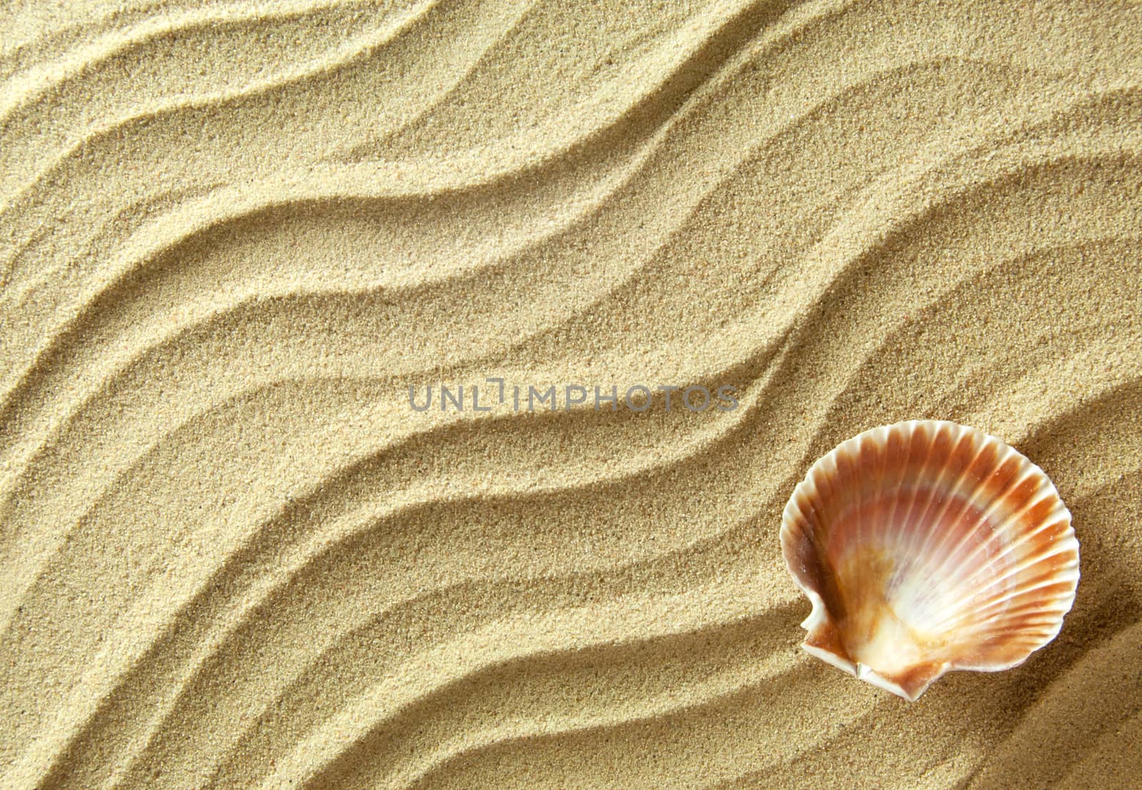 Close up of sea shell on beach sand 