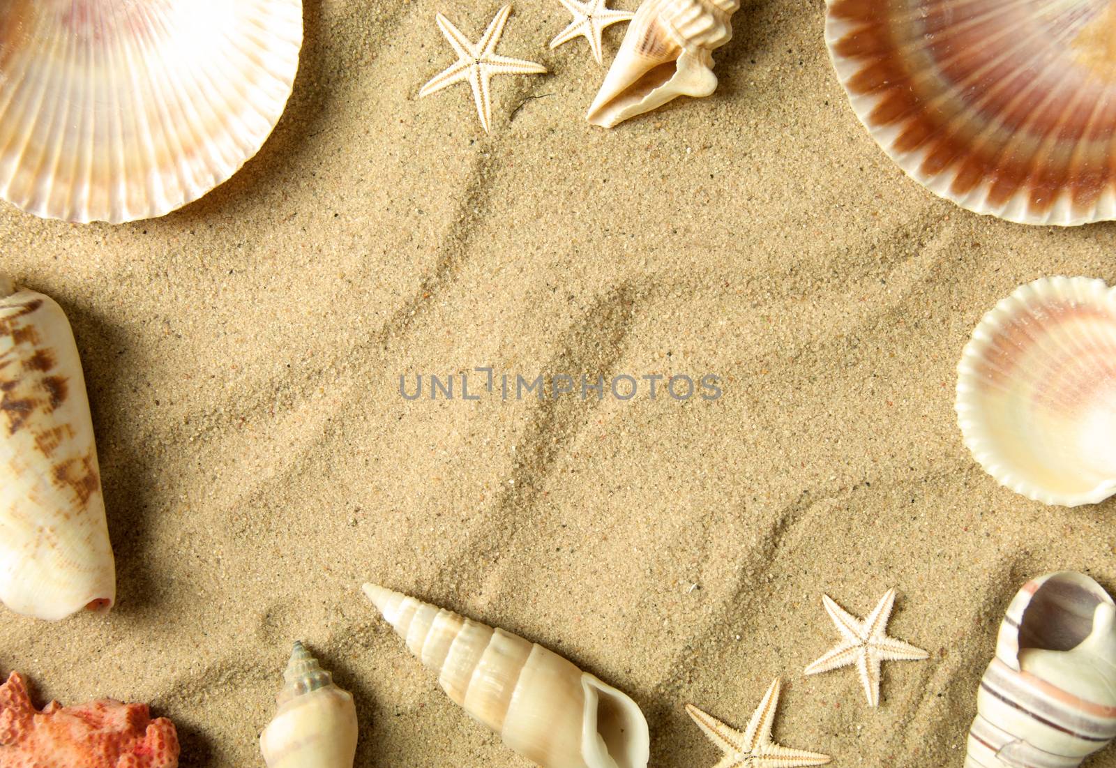 Sea shells border on beach sand 