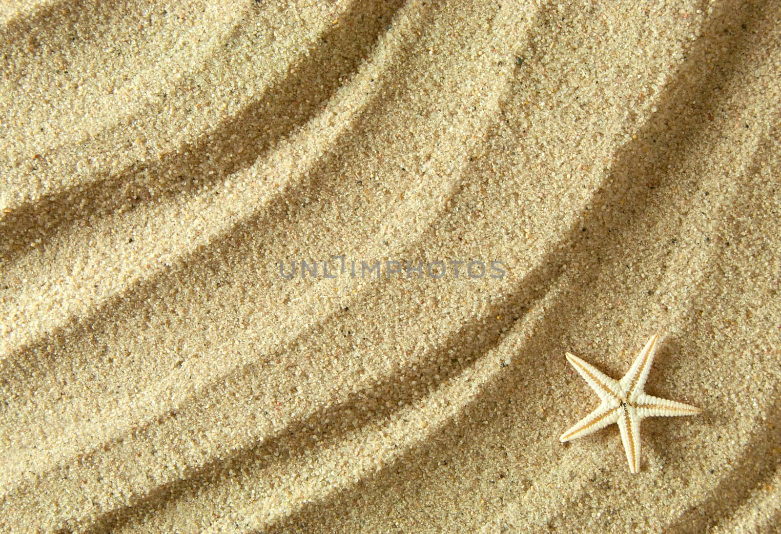 Starfish shell background by unikpix