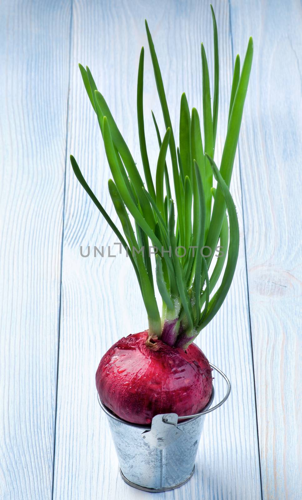 Spring Red Onion by zhekos