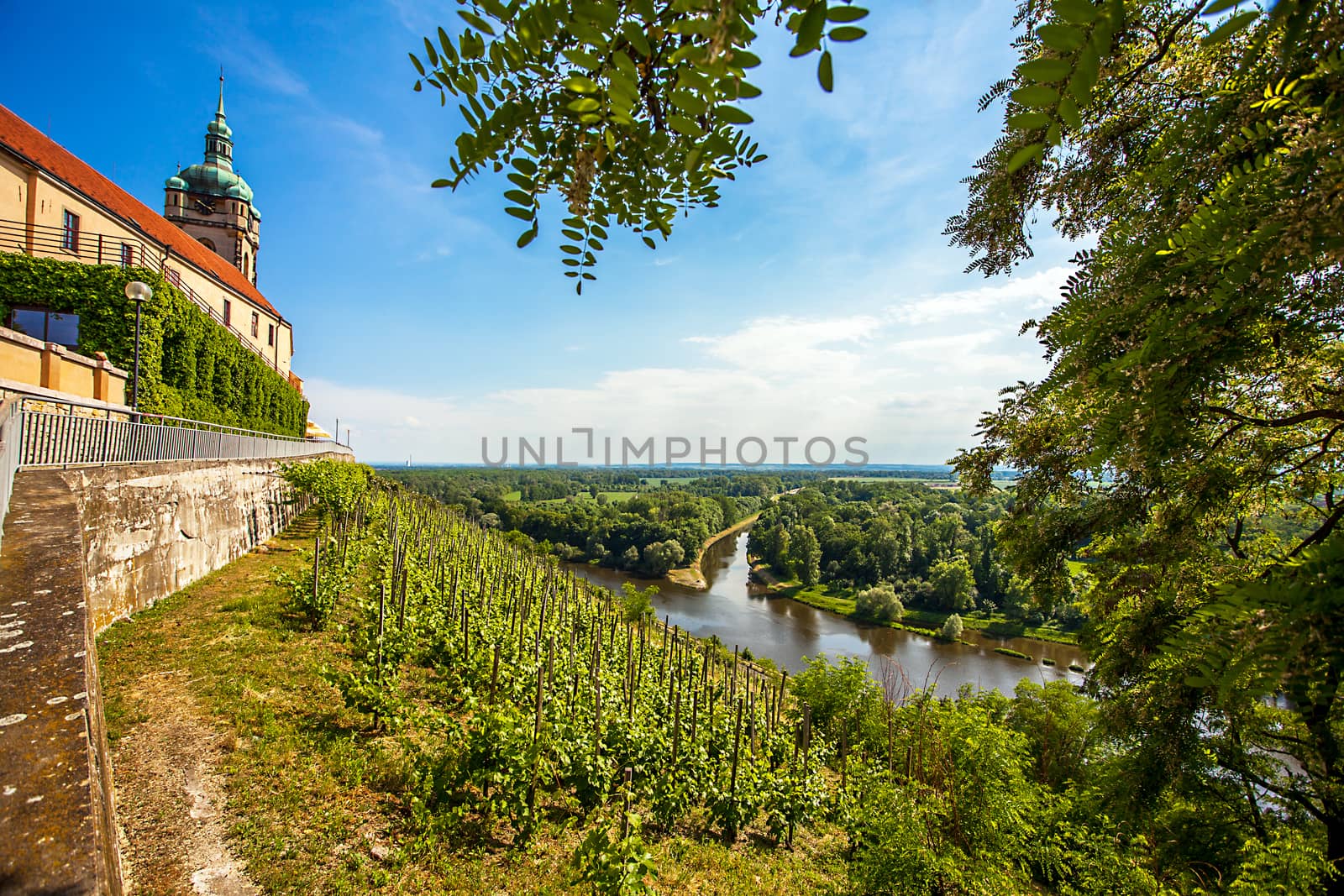 Vineyard in front of the castle Mělník Bohemia Czech Republic by Makeral