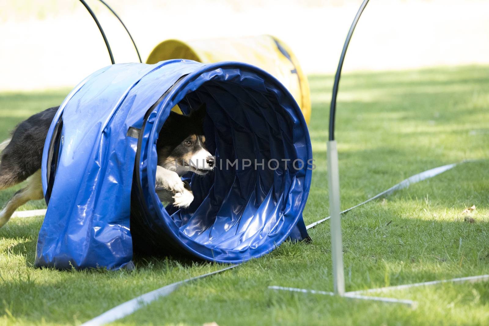 Dog, Border Collie, running through agility tunnel by avanheertum