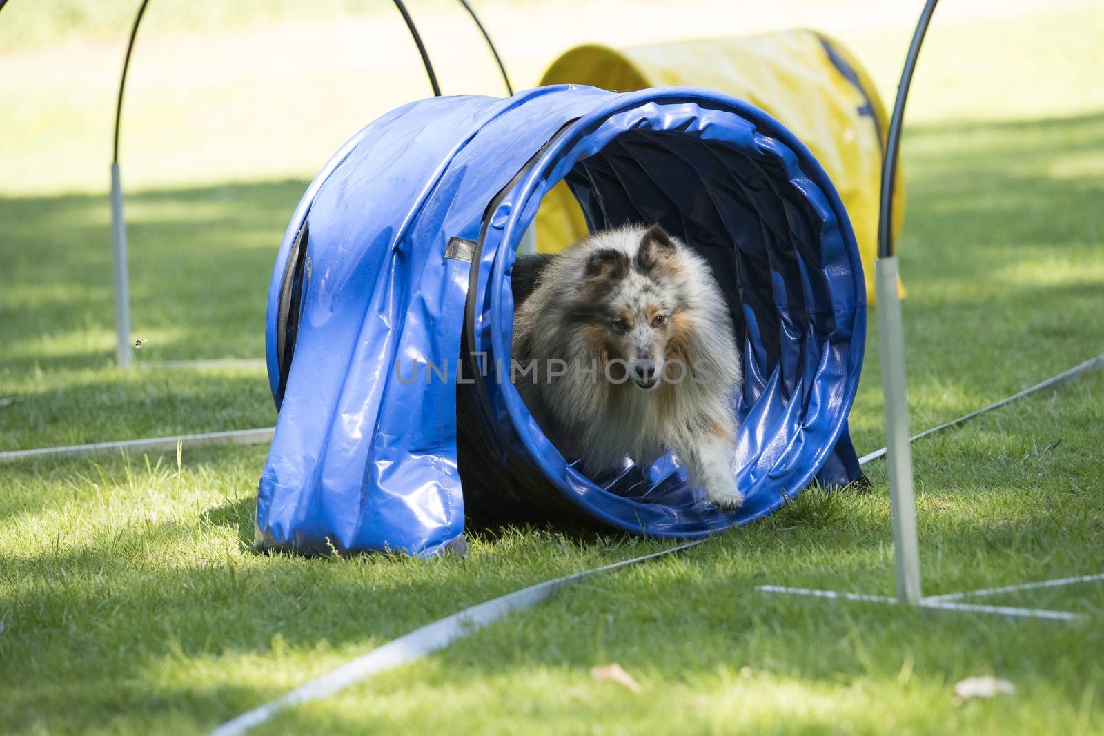 Dog, Shetland Sheepdog, running through agility tunnel, hooper training