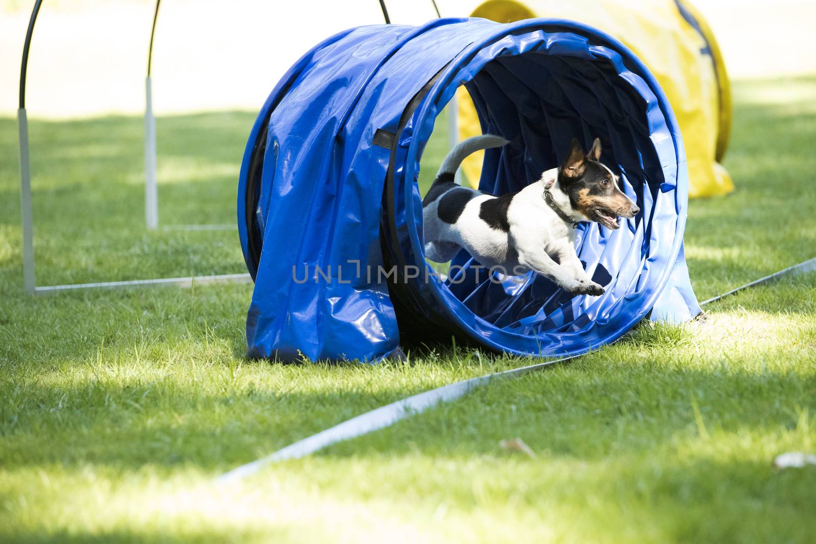 Dog, Jack Russel Terrier, running through agility tunnel, hooper training