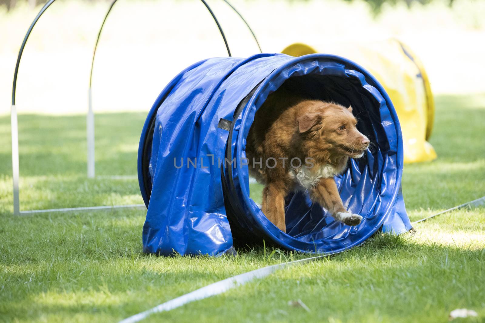 Dog, Nova Scotia duck tolling retriever, running through agility tunnel, hooper training