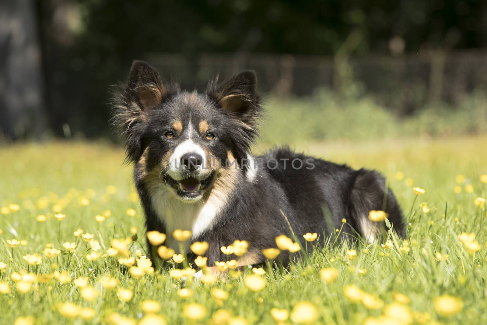 Dog, Border Collie, lying in grass, yellow flowers