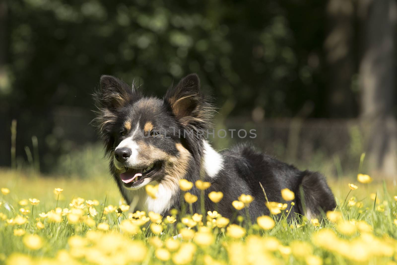 Dog, Border Collie, lying in grass, yellow flowers