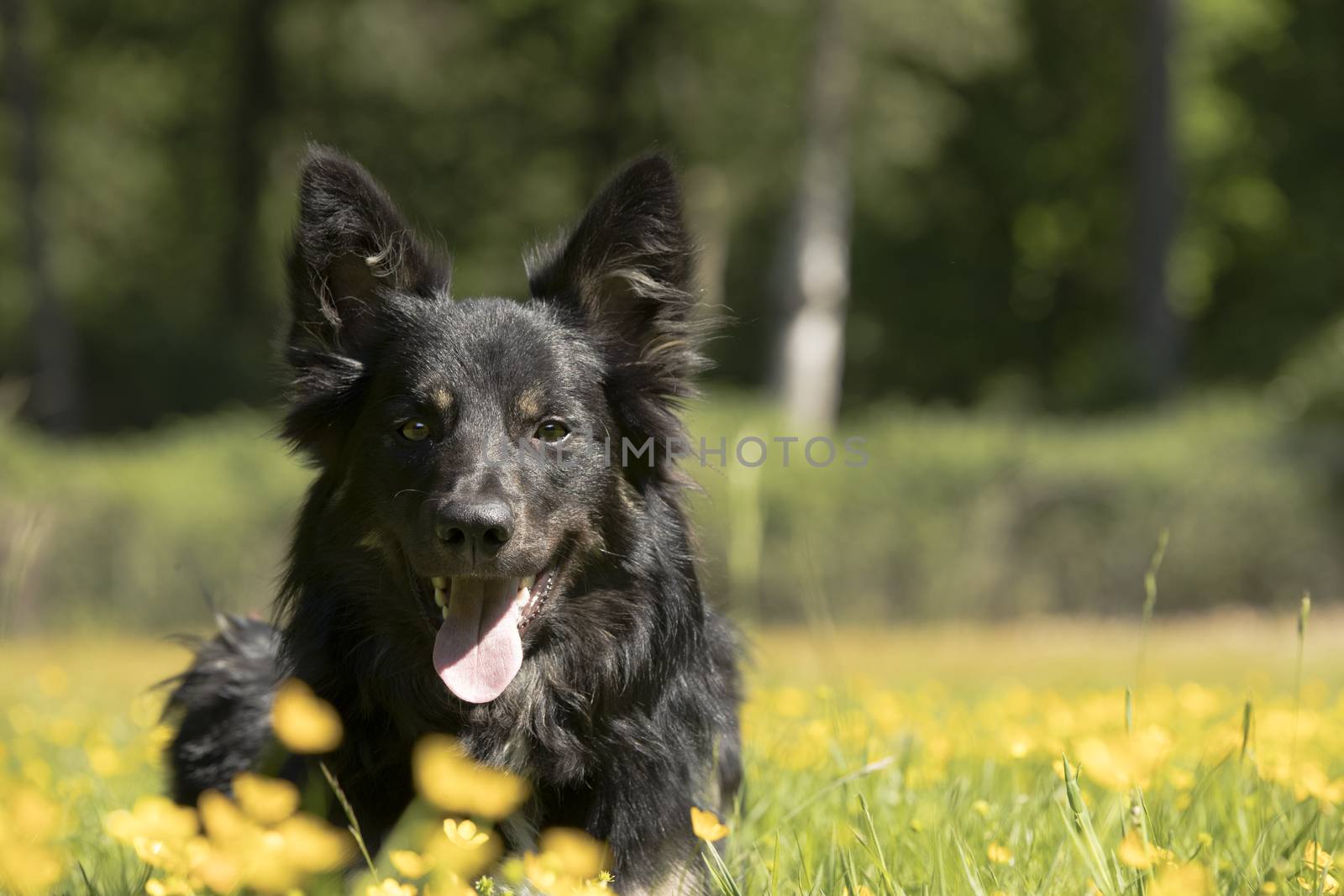 Dog, Border Collie, headshot with yellow flowers
