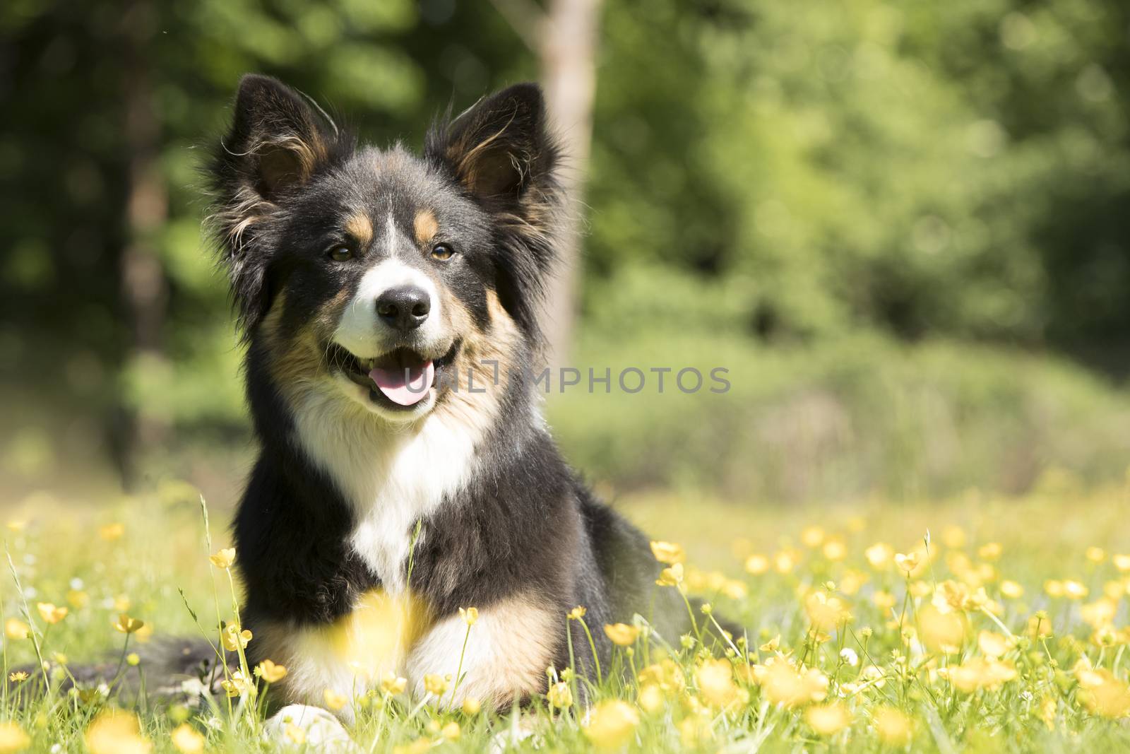 Dog, Border Collie, lying in grass with yellow flowers by avanheertum