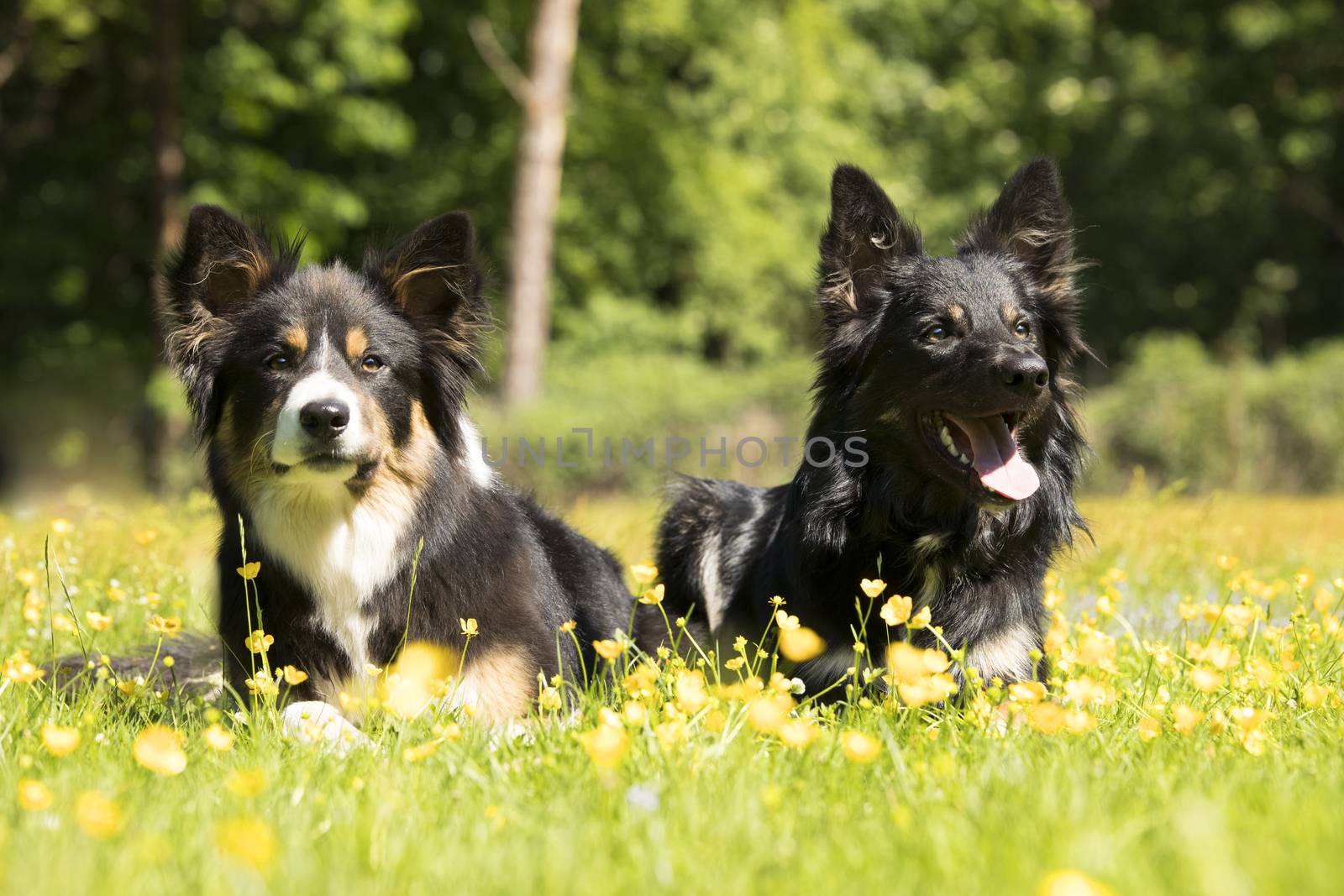 Two dogs, Border Collie, lying in the grass with yellow flowers