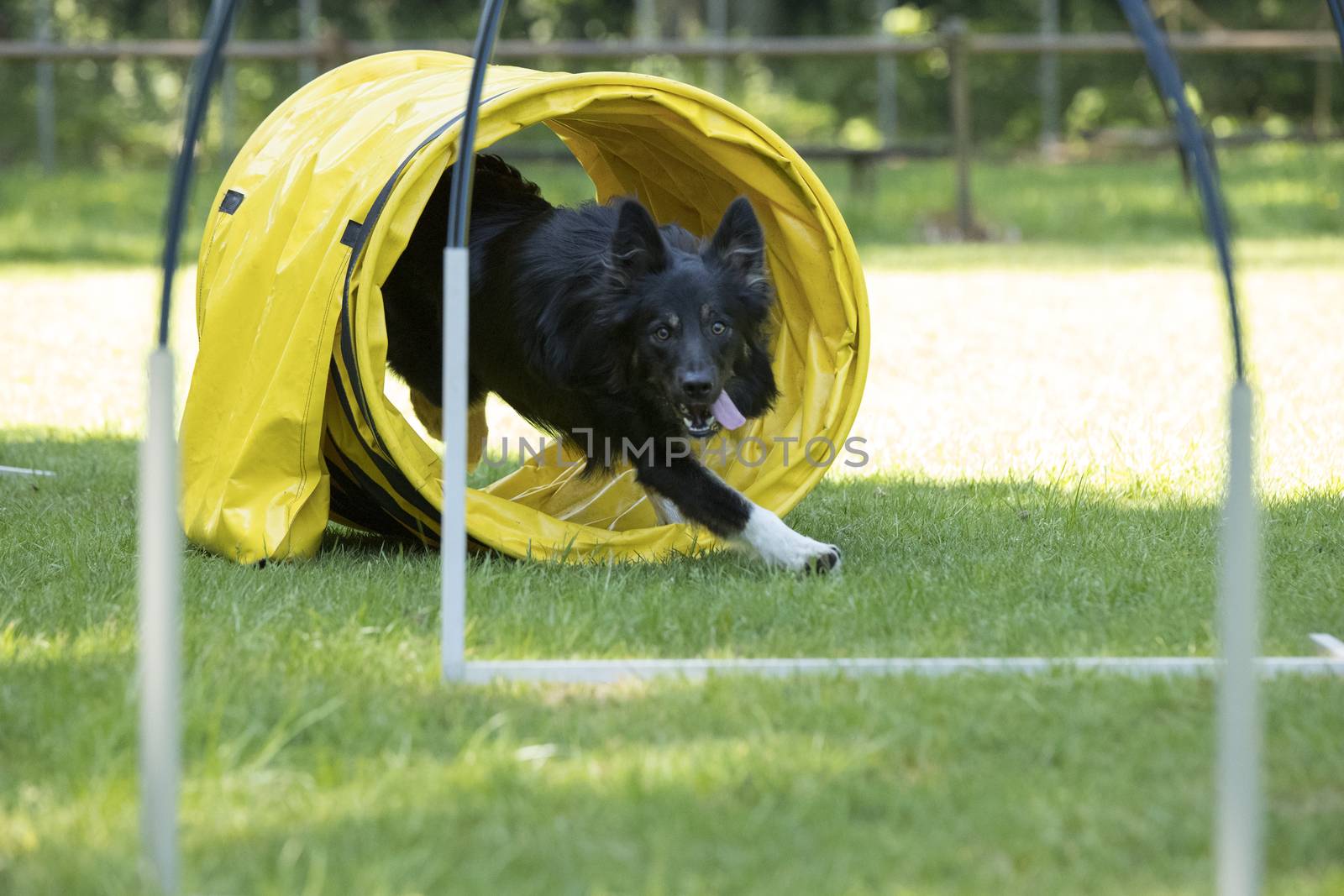 Dog, Border Collie, running through agility tunnel hooper training
