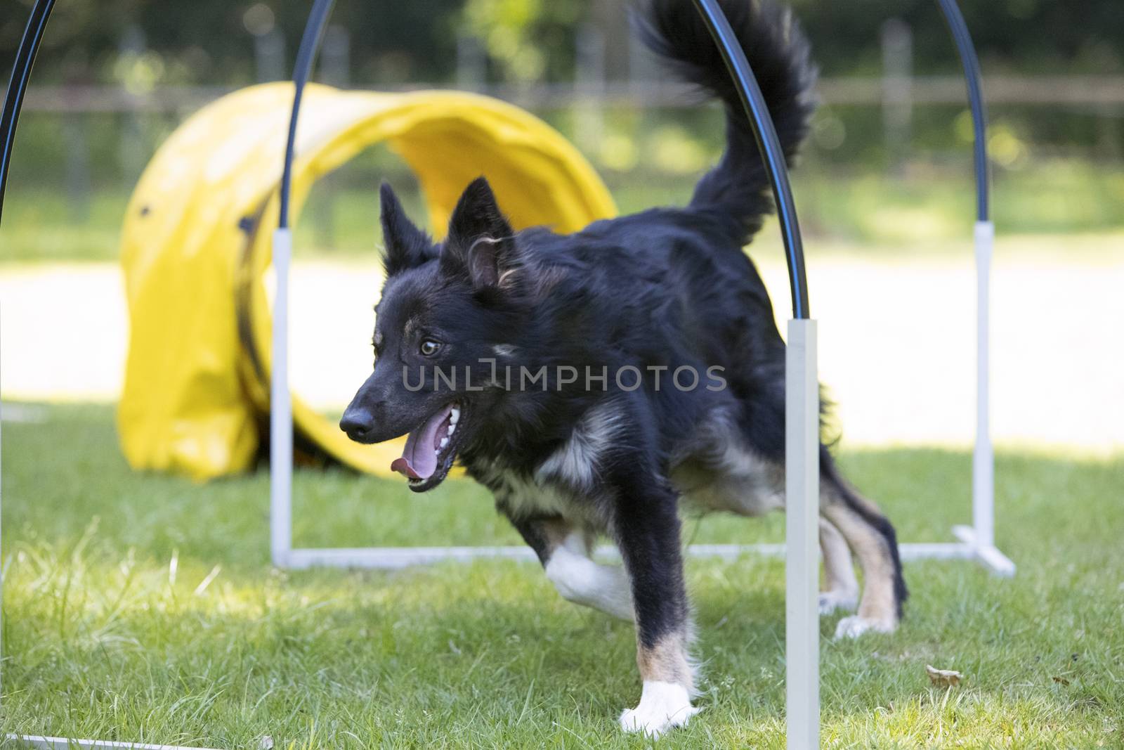 Dog, Border Collie, running through hoopers, agility by avanheertum