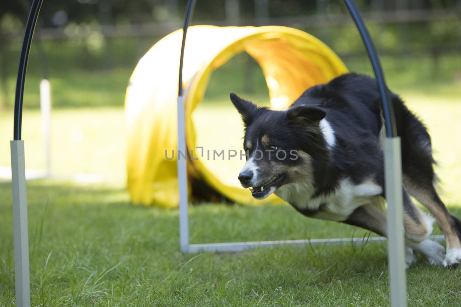 Dog, Border Collie, running agility hooper training