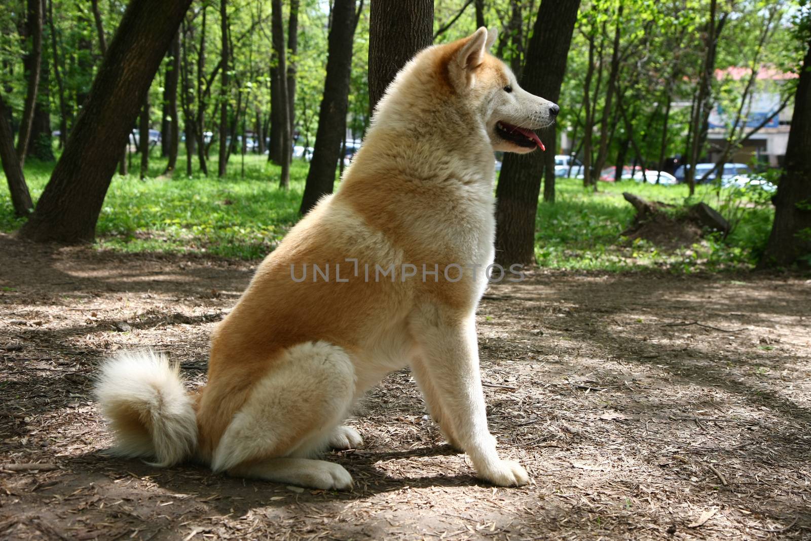 Beautiful Akita inu female posing in public park